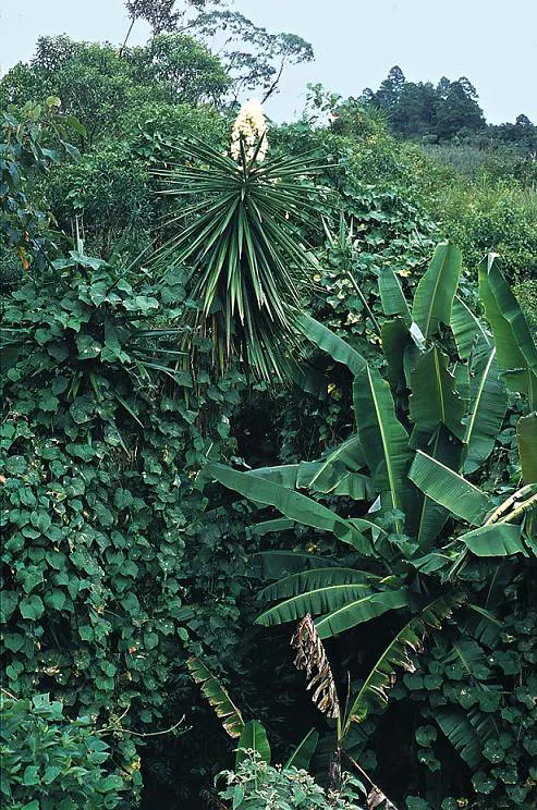 Giant Yucca (Yucca Elephantipes) — the Giant Yucca can reach impressive heights of 15 to 30 feet with a spread of 5 to 10 feet at maturity
