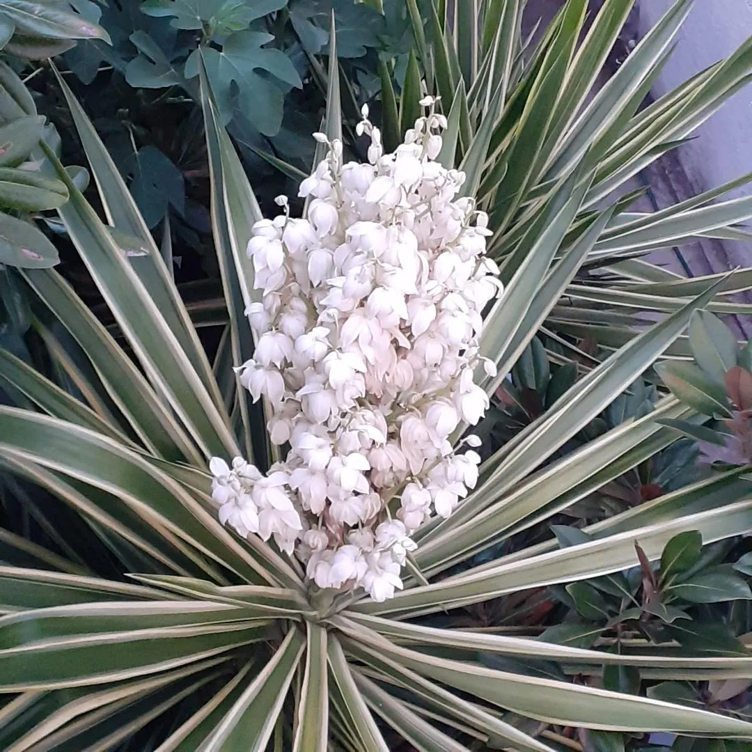 Giant Yucca (Yucca Elephantipes) — Its striking silhouette and drought tolerance make it an excellent focal point for low-maintenance landscapes