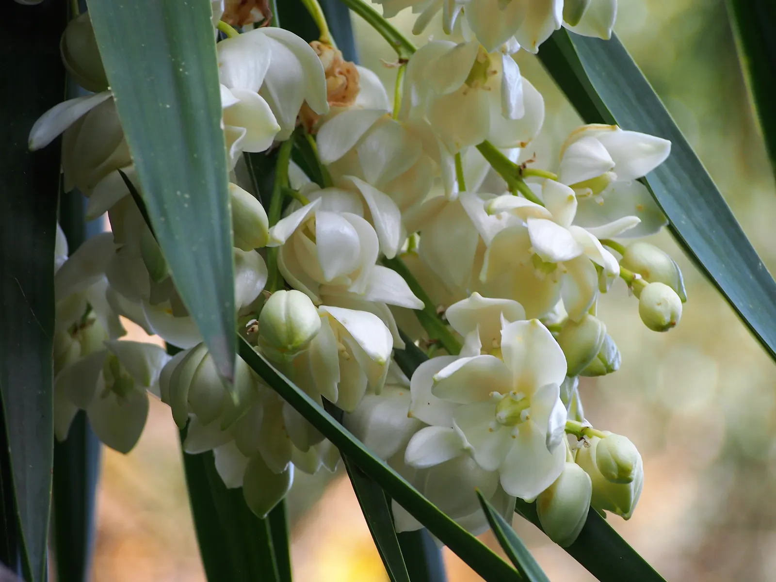 Giant Yucca (Yucca Elephantipes) — reaching 20-30 feet high with a spread of 10-15 feet