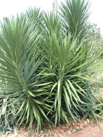 Giant Yucca (Yucca Elephantipes) — Indigenous to the arid regions of Central America