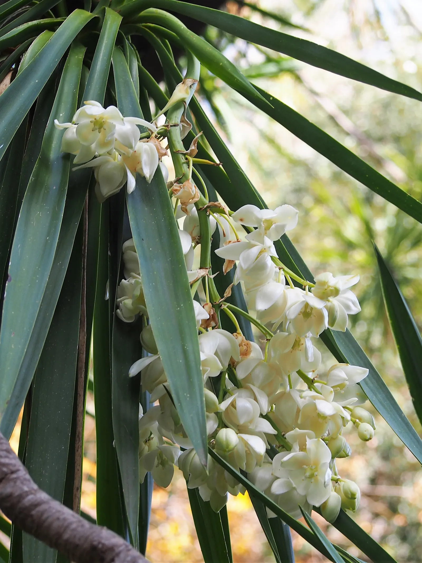 Giant Yucca (Yucca Elephantipes) — Inform clients of the potential size and the need for space to accommodate this plant's growth