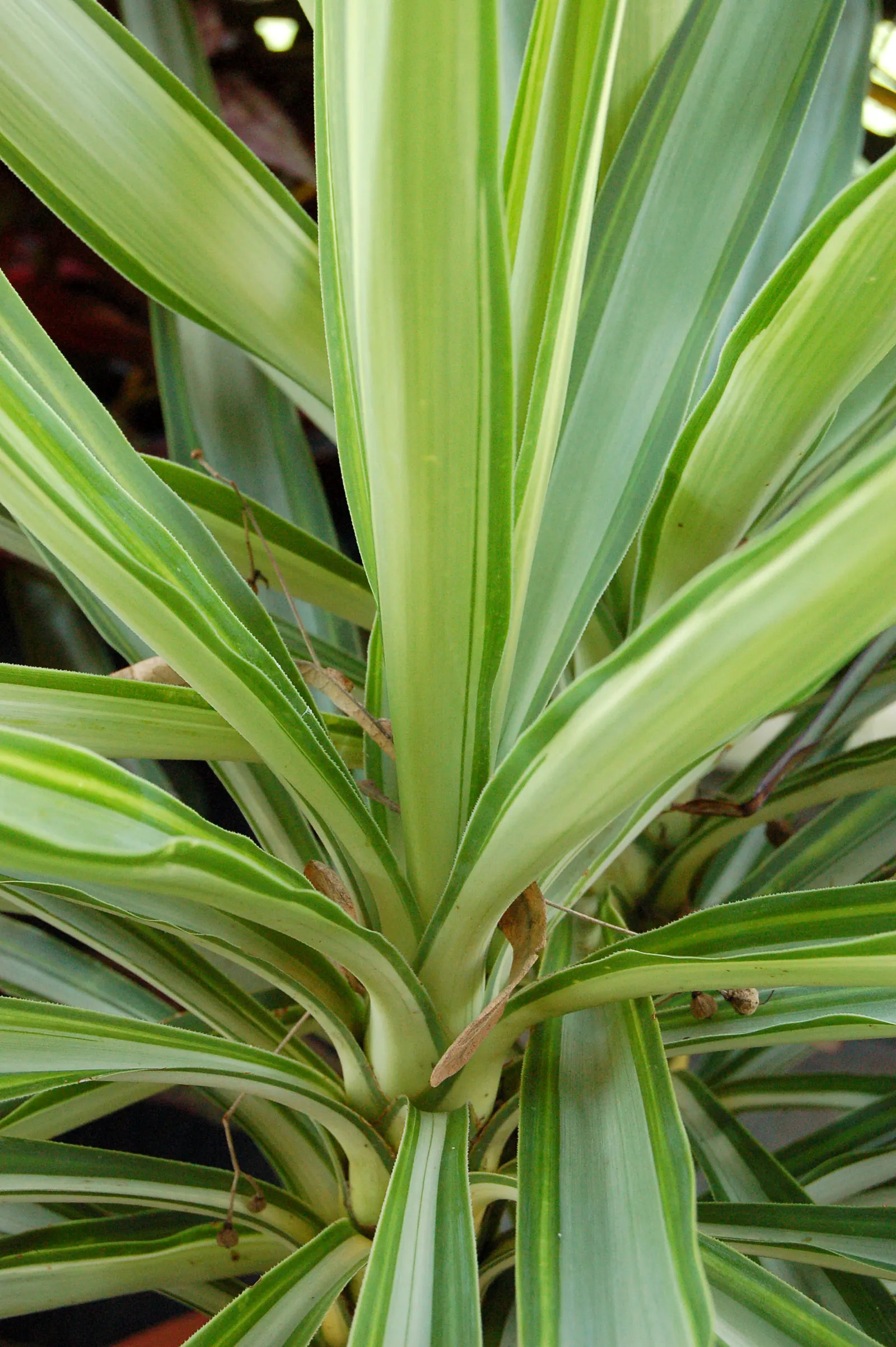Giant Yucca (Yucca Elephantipes) — It occasionally produces creamy white flowers in late spring or summer