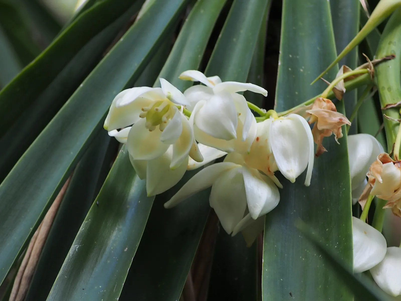 Giant Yucca (Yucca Elephantipes) — which make it an excellent choice for a focal point or to add drama to a garden
