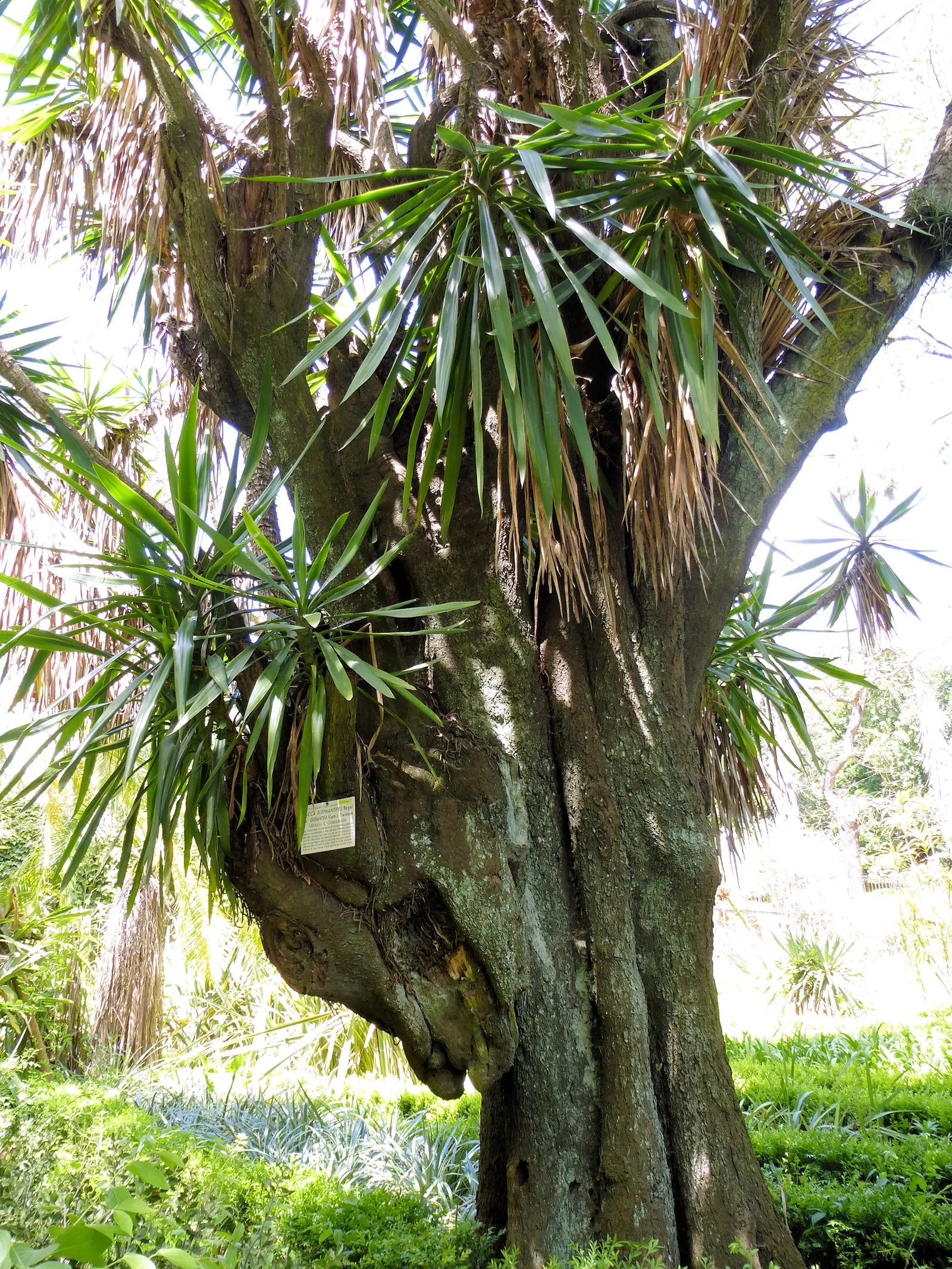 Giant Yucca (Yucca Elephantipes) — Native to Central America