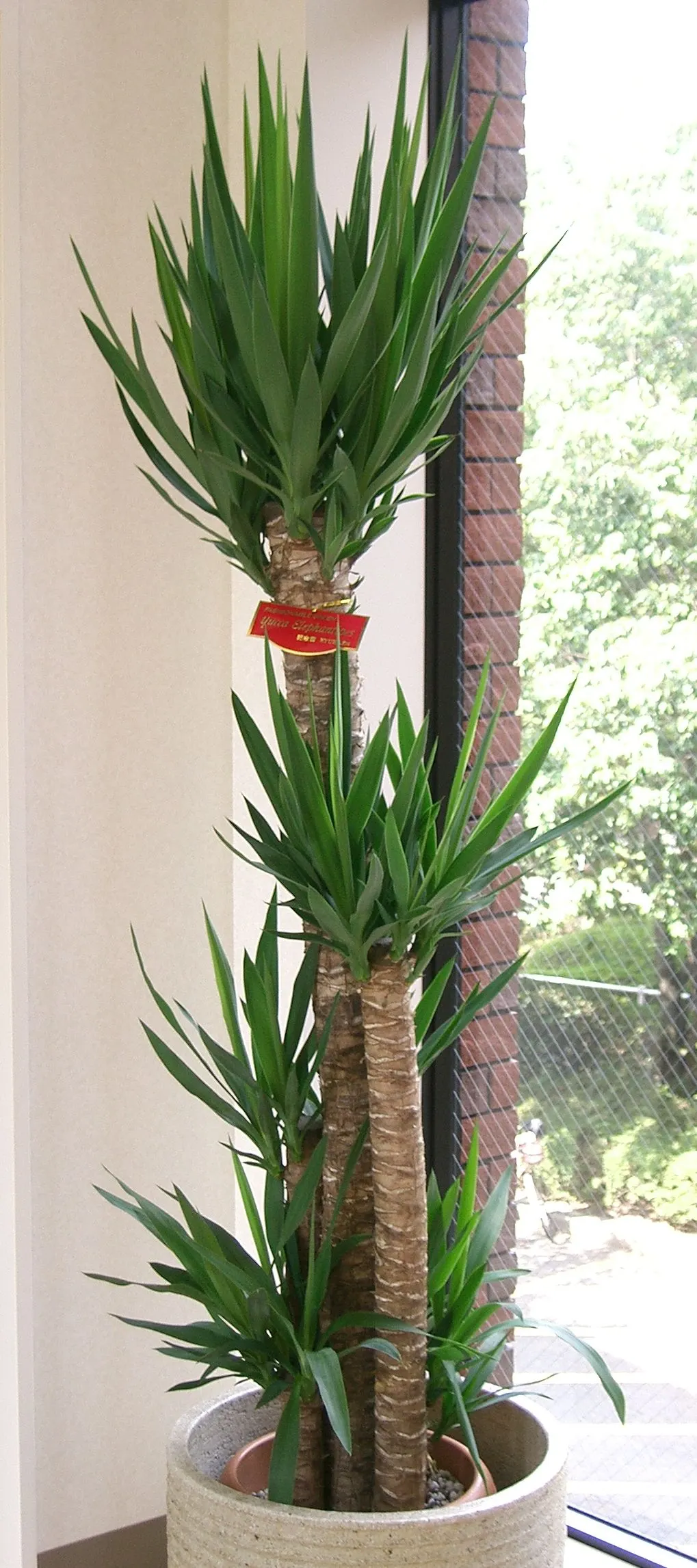 Giant Yucca (Yucca Elephantipes) — deep green leaves are approximately 1 to 2 feet long and 2 to 3 inches wide