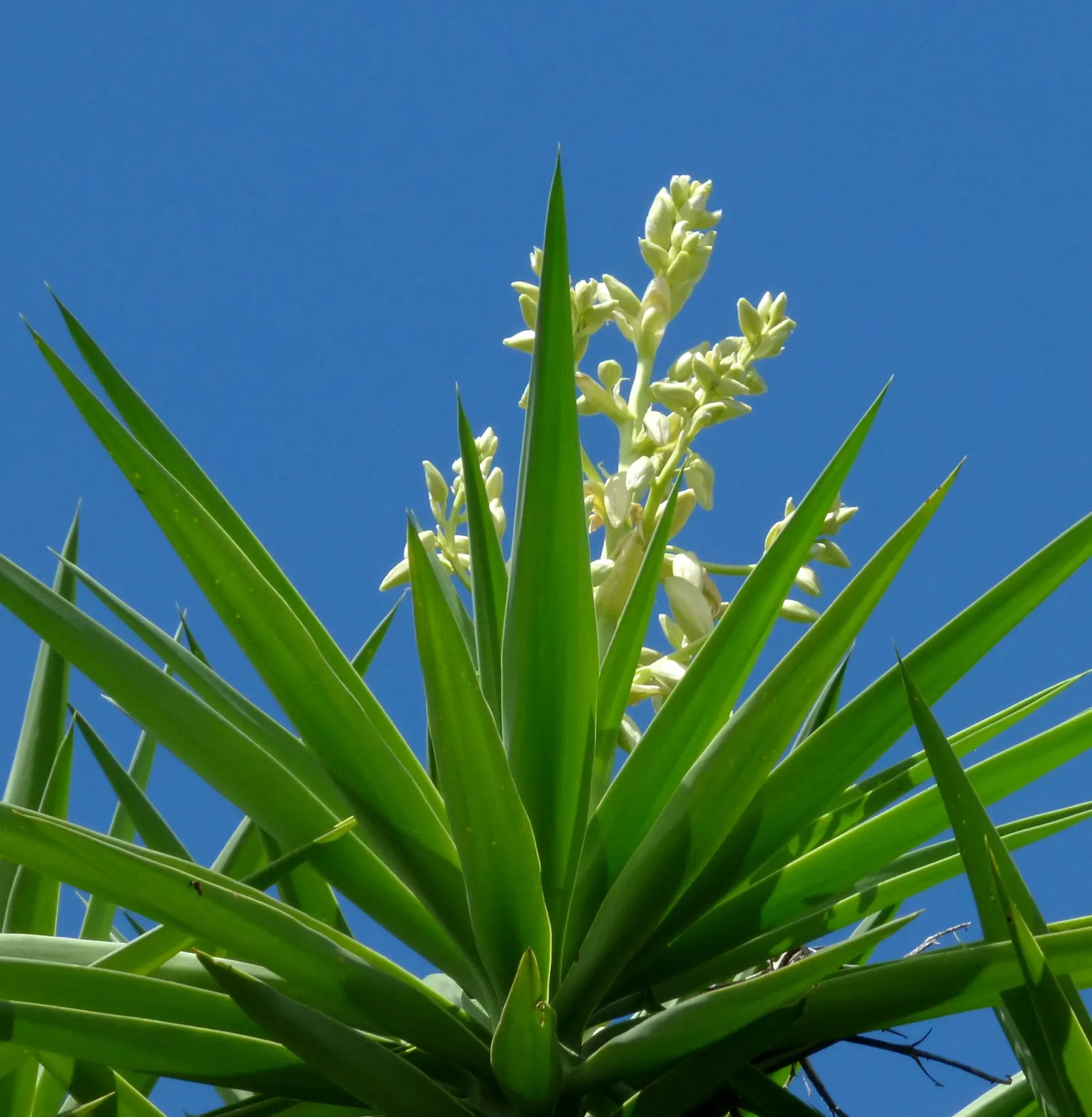 Giant Yucca (Yucca Elephantipes) — is a sizable and resilient evergreen species