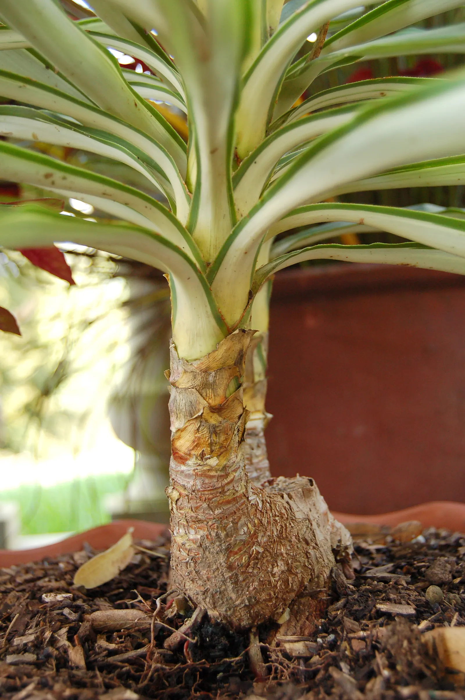 Giant Yucca (Yucca Elephantipes) — Full sunlight is optimal for the Giant Yucca, though it will endure partial shade
