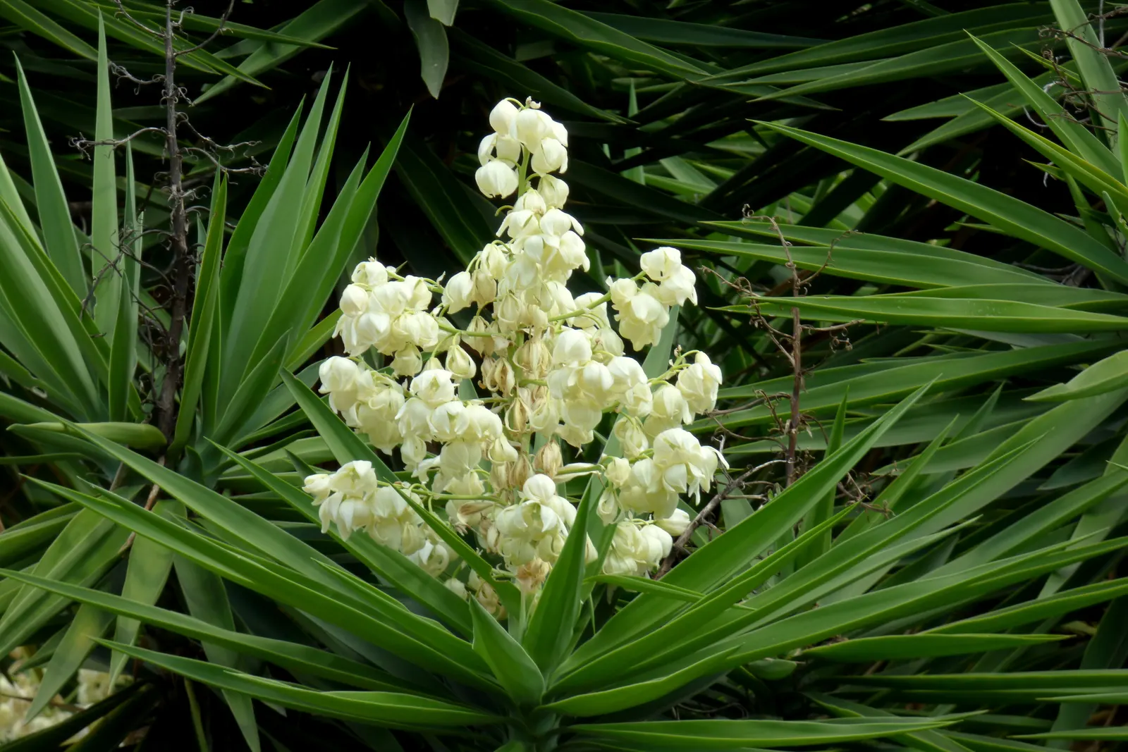 Giant Yucca (Yucca Elephantipes) — evergreen plant featuring towering clusters of white flowers and spear-shaped leaves
