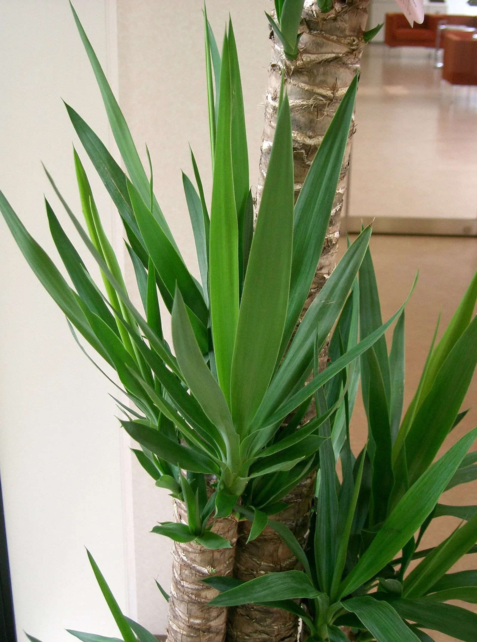 Giant Yucca (Yucca Elephantipes) — this plant thrives in USDA hardiness zones 9 through 11.<br><br>Characterized by its thick