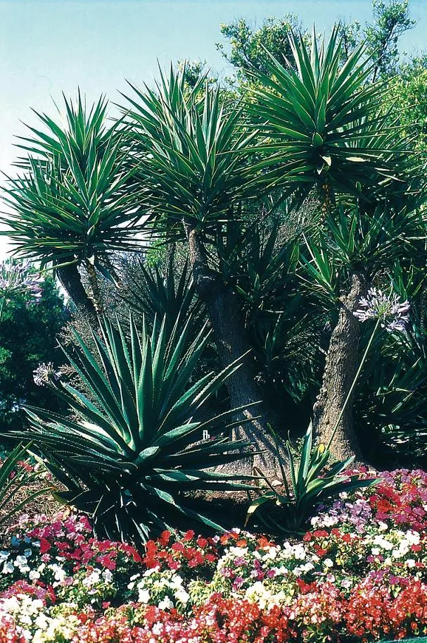 Giant Yucca (Yucca Elephantipes) — requiring minimal water once established and tolerating a range of soil types