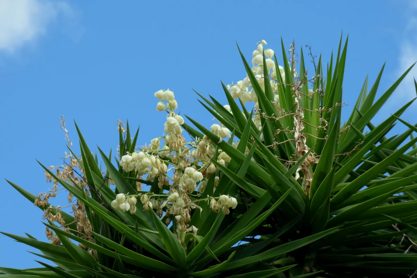 Giant Yucca (Yucca Elephantipes) — although it prefers well-drained conditions