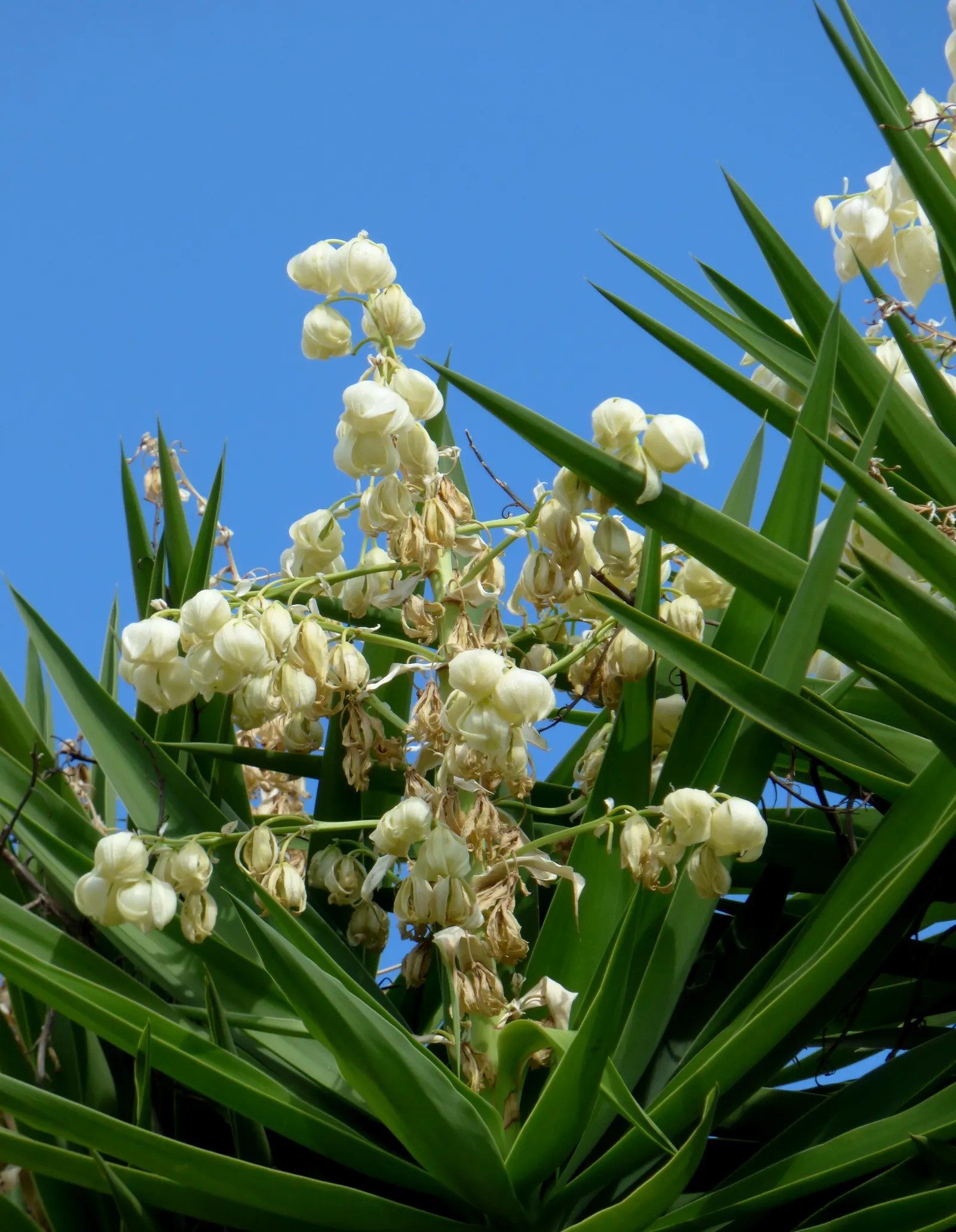Giant Yucca (Yucca Elephantipes) — making it safer for areas with foot traffic.<br><br>This low-maintenance plant is highly adaptable