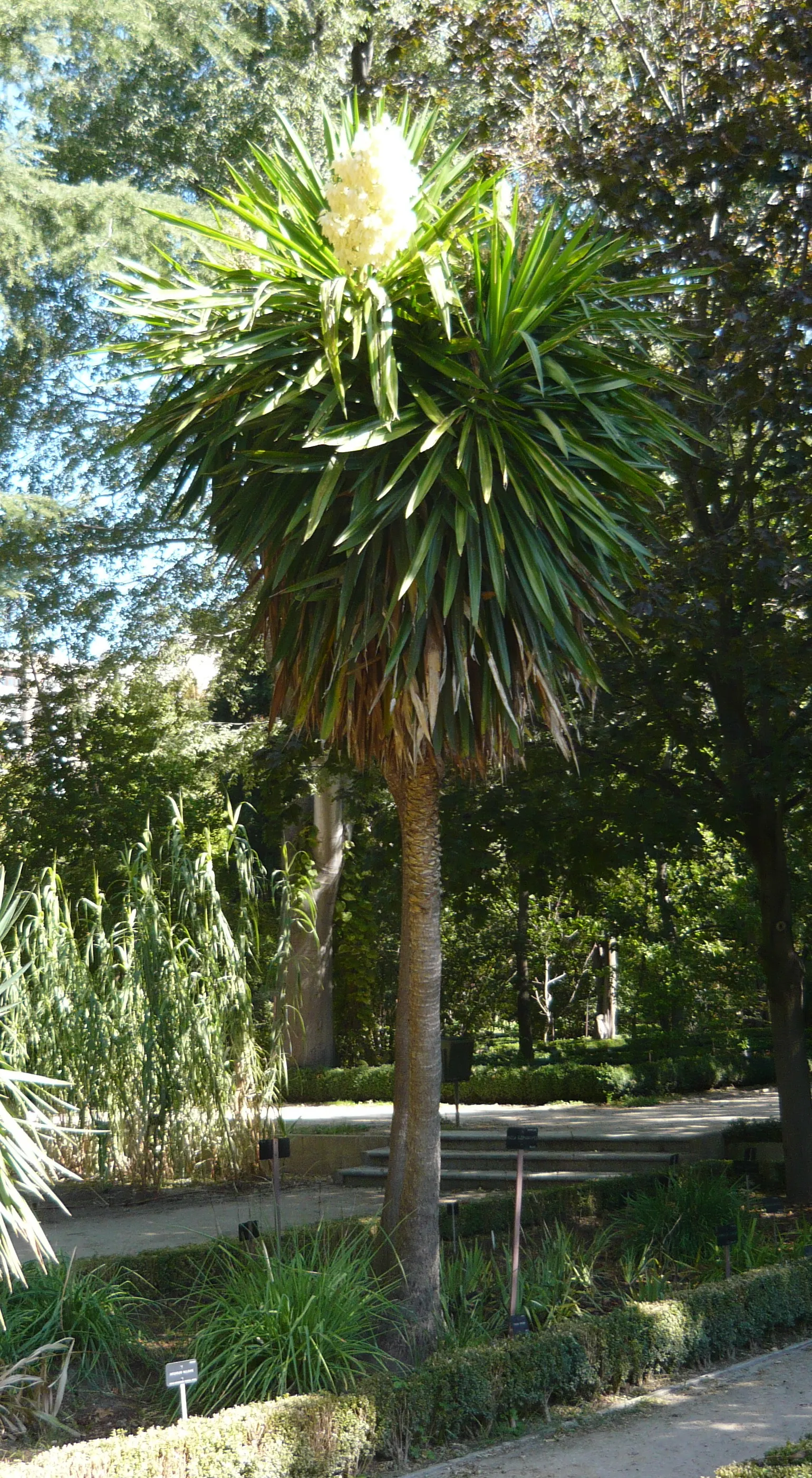 Giant Yucca (Yucca Elephantipes) — also known as the Spineless Yucca or the Stick Yucca