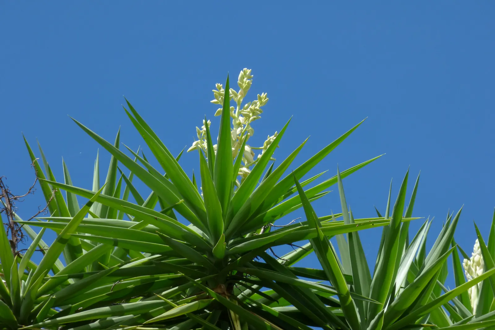 Giant Yucca (Yucca Elephantipes) — Its drought tolerance also makes it suitable for xeriscaping
