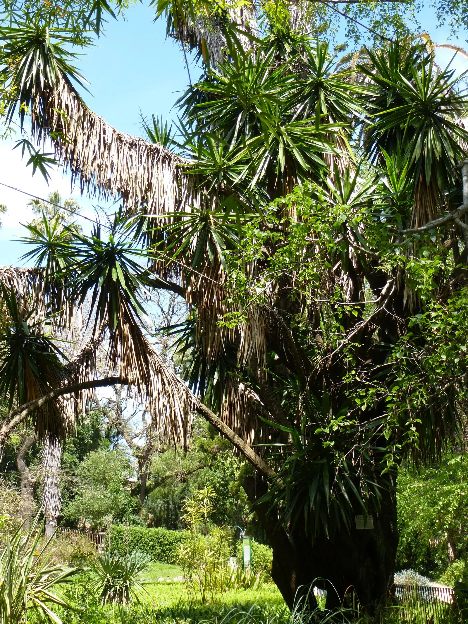 Giant Yucca (Yucca Elephantipes) — softer than those of other yuccas and lack the typical sharp tips