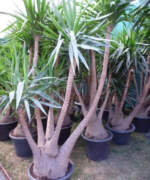 Giant Yucca (Yucca Elephantipes) — perfect for adding a striking vertical element to a landscape design