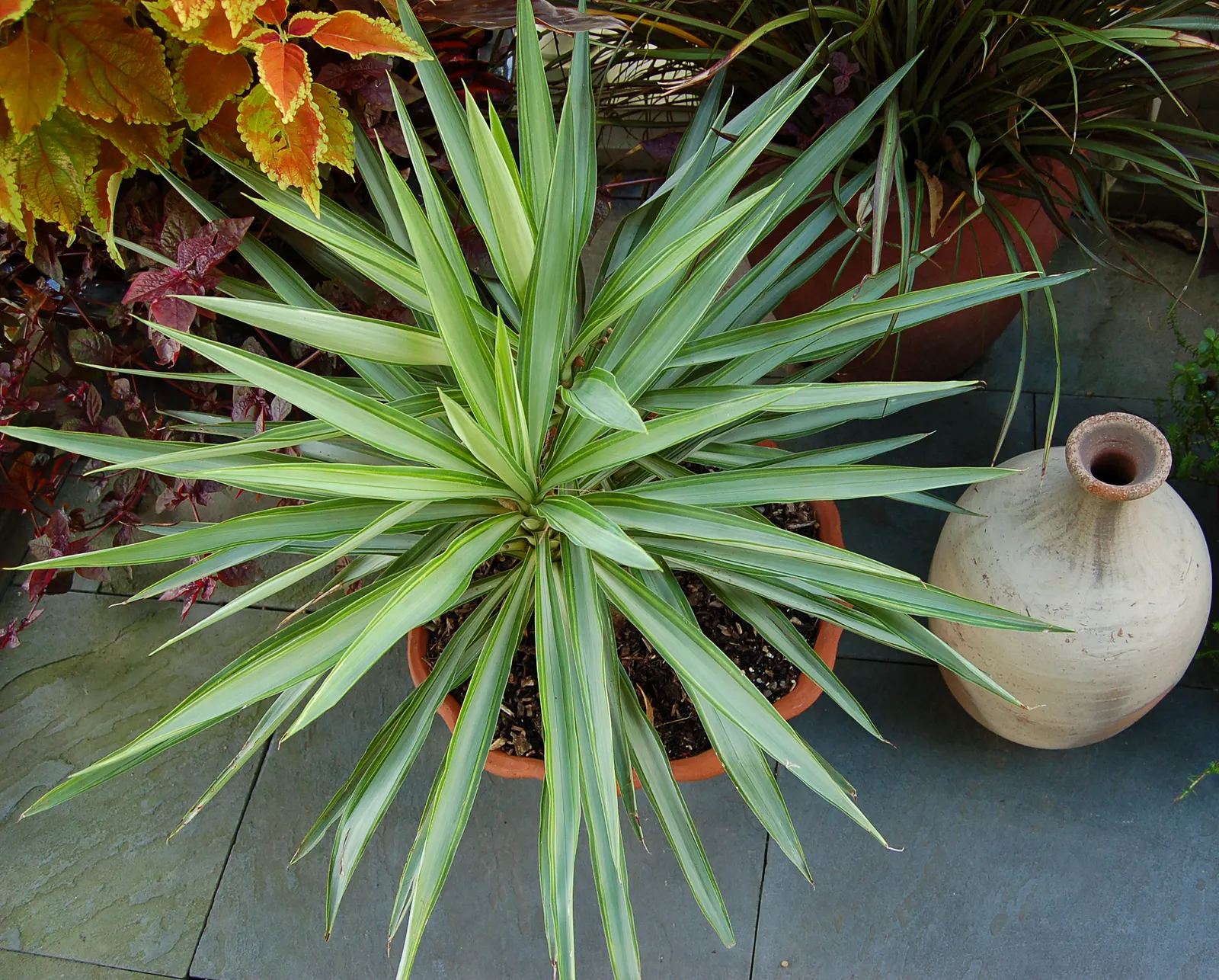 Giant Yucca (Yucca Elephantipes) — though flowering is rare when grown indoors.<br><br>When incorporating Giant Yucca into a landscape design