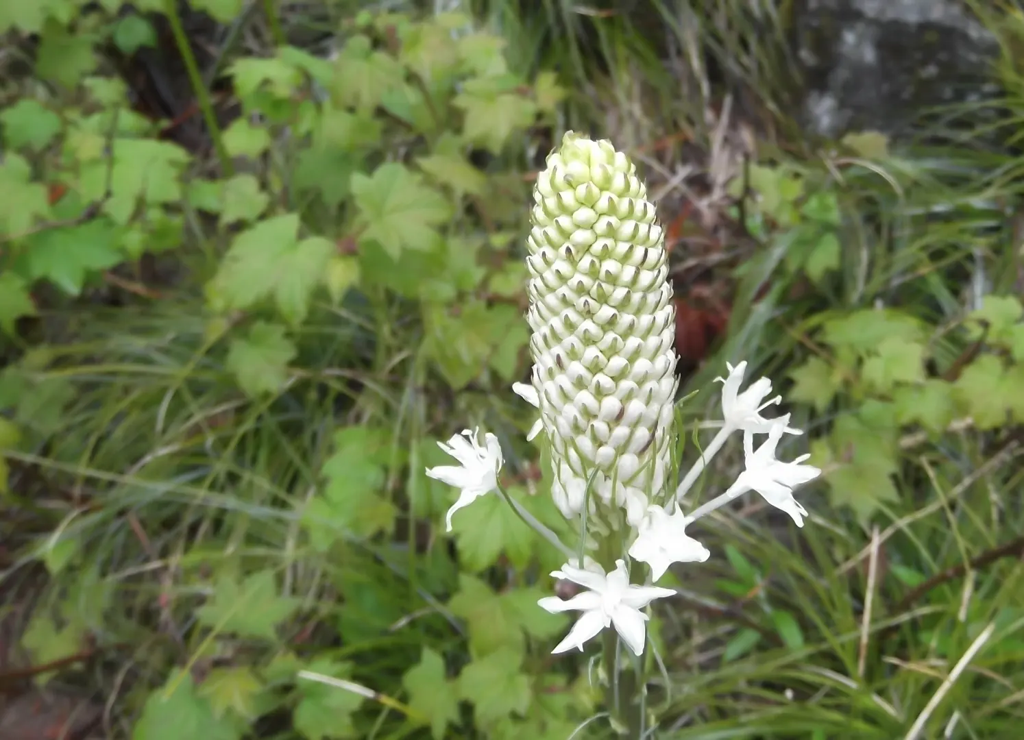 Bear Grass (Xerophyllum Tenax) — These deep green leaves remain evergreen; its slender, arching leaves are tough and wiry, spanning 30 to 40 inches, image 92
