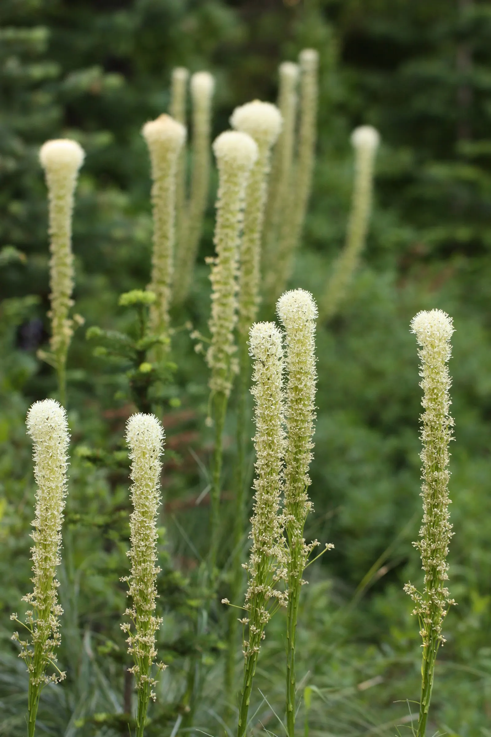 Bear Grass (Xerophyllum Tenax) — grass-like foliage and tall; making it a valuable addition to any landscape design, image 52