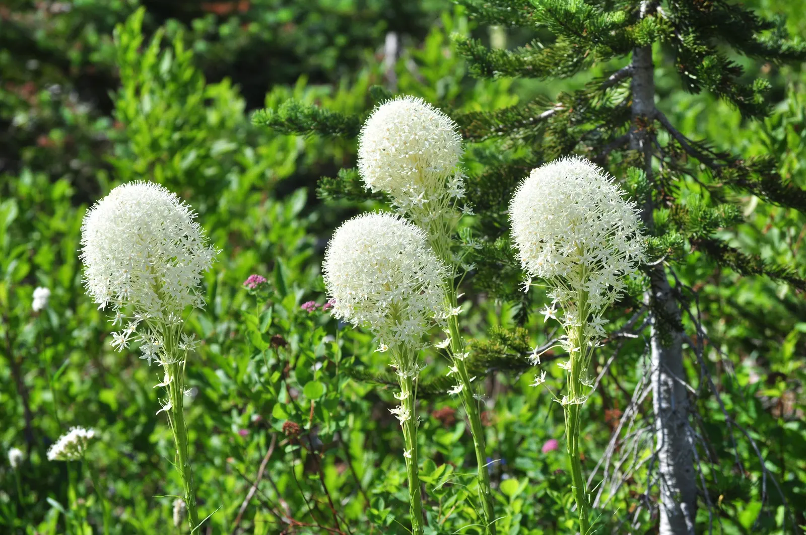 Bear Grass (Xerophyllum Tenax) — Its slender, arching leaves are tough and wiry, spanning 30 to 40 inches in length and less than an inch wide