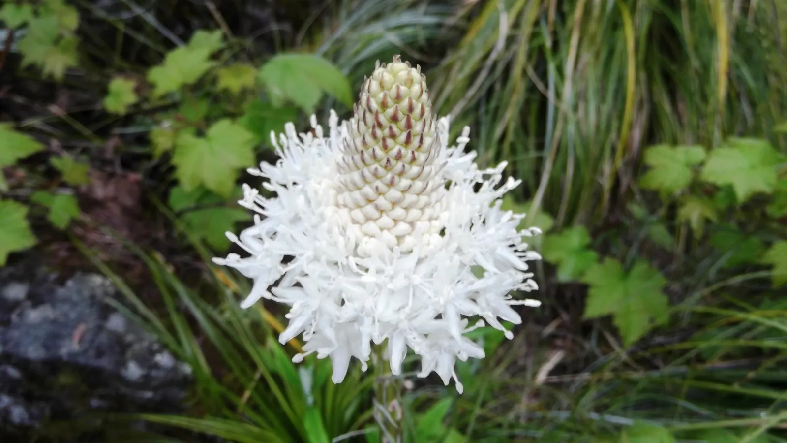 Bear Grass (Xerophyllum Tenax) — Preferring well-drained soils and partial to full sun; its low maintenance and drought tolerance make it ideal for, image 80