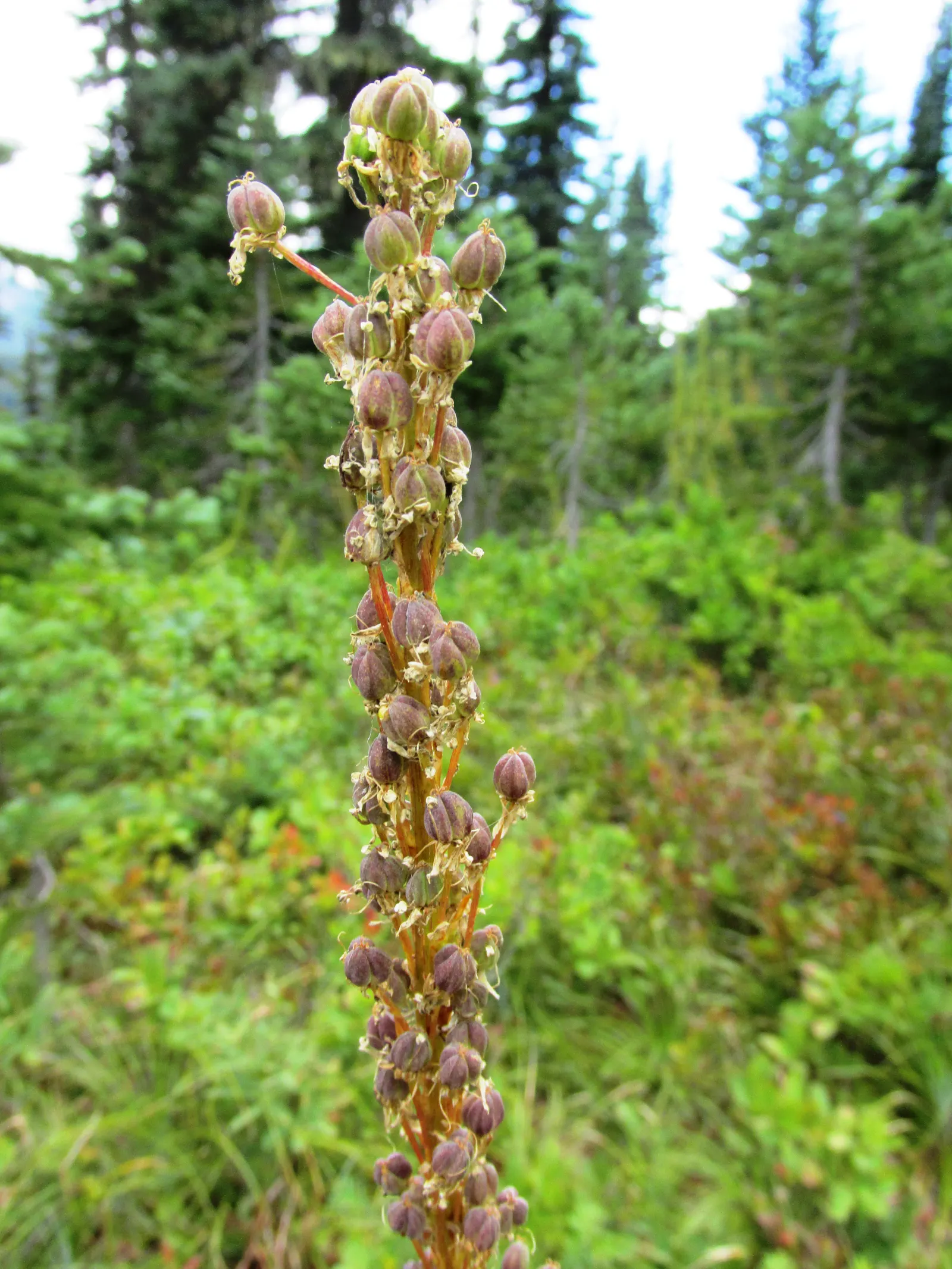 Bear Grass (Xerophyllum Tenax) — it's an excellent choice for adding texture and vertical interest to naturalistic landscapes; showcasing its, image 81