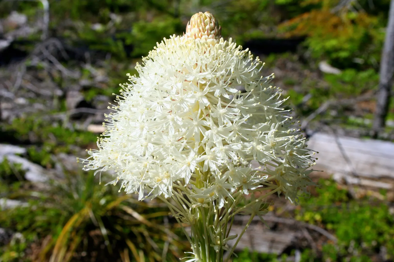 Bear Grass (Xerophyllum Tenax) — Bear Grass produces a stunning floral display - a lofty; preferring well-drained soils and partial to full sun, image 119