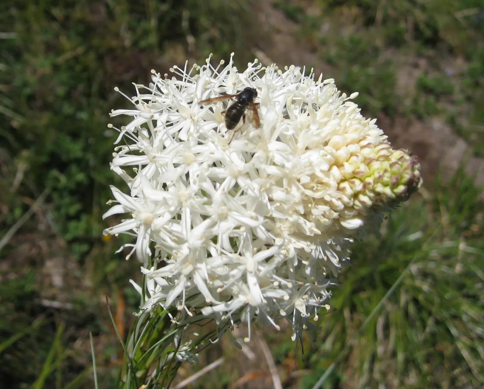Bear Grass (Xerophyllum Tenax) — This North American native attracts pollinators and resists deer; striking white flower spikes, image 83