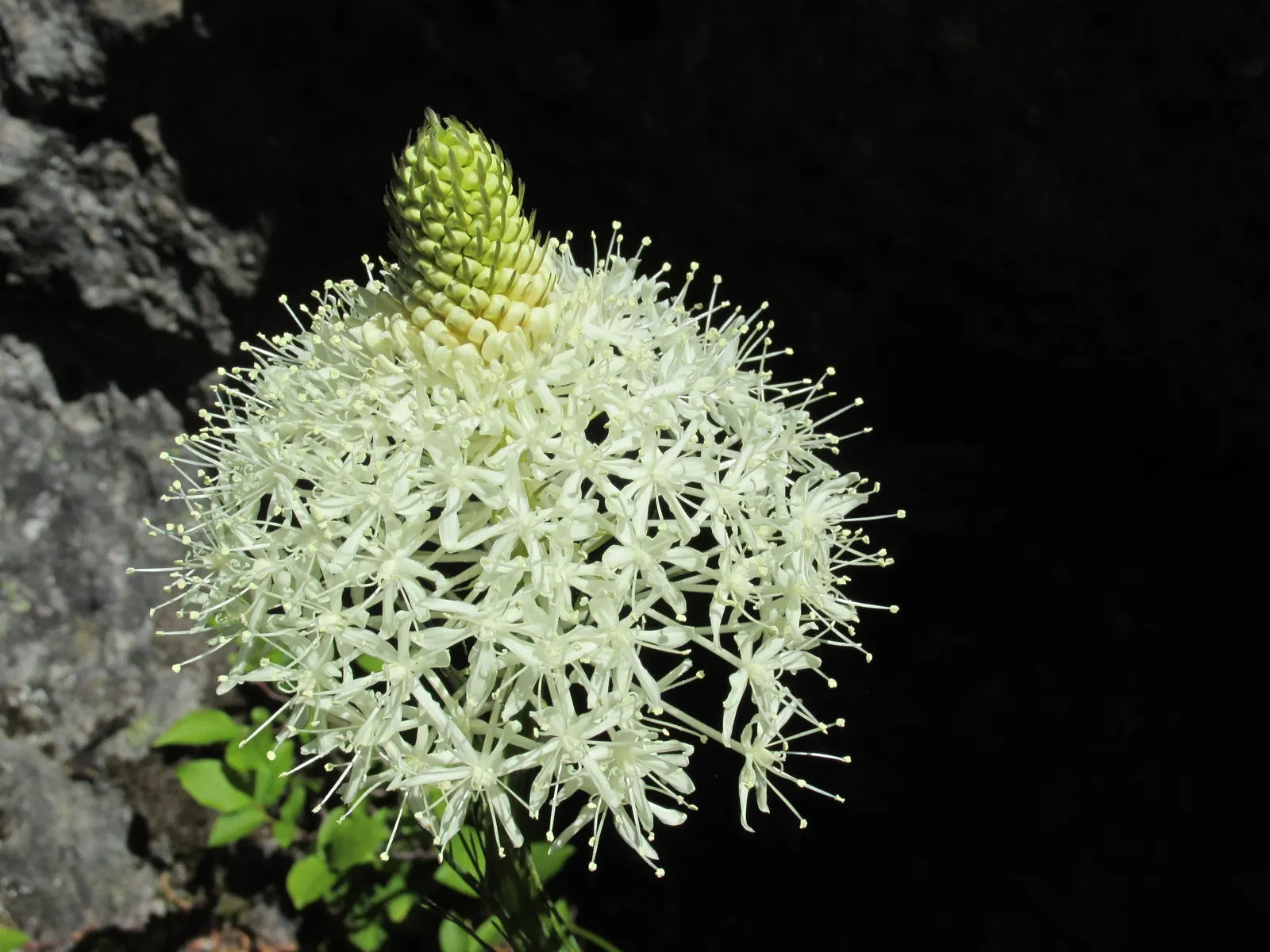 Bear Grass (Xerophyllum Tenax) — Its low maintenance and drought tolerance make it ideal for xeriscaping