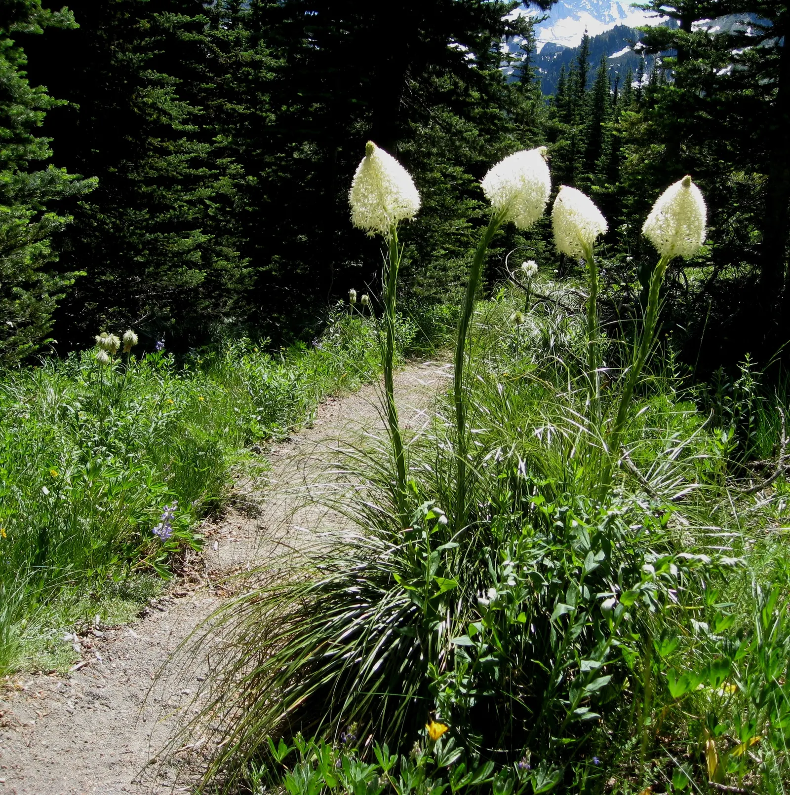 Bear Grass (Xerophyllum Tenax) — adding a year-round structural presence to garden compositions.<br><br>Every 5 to 7 years