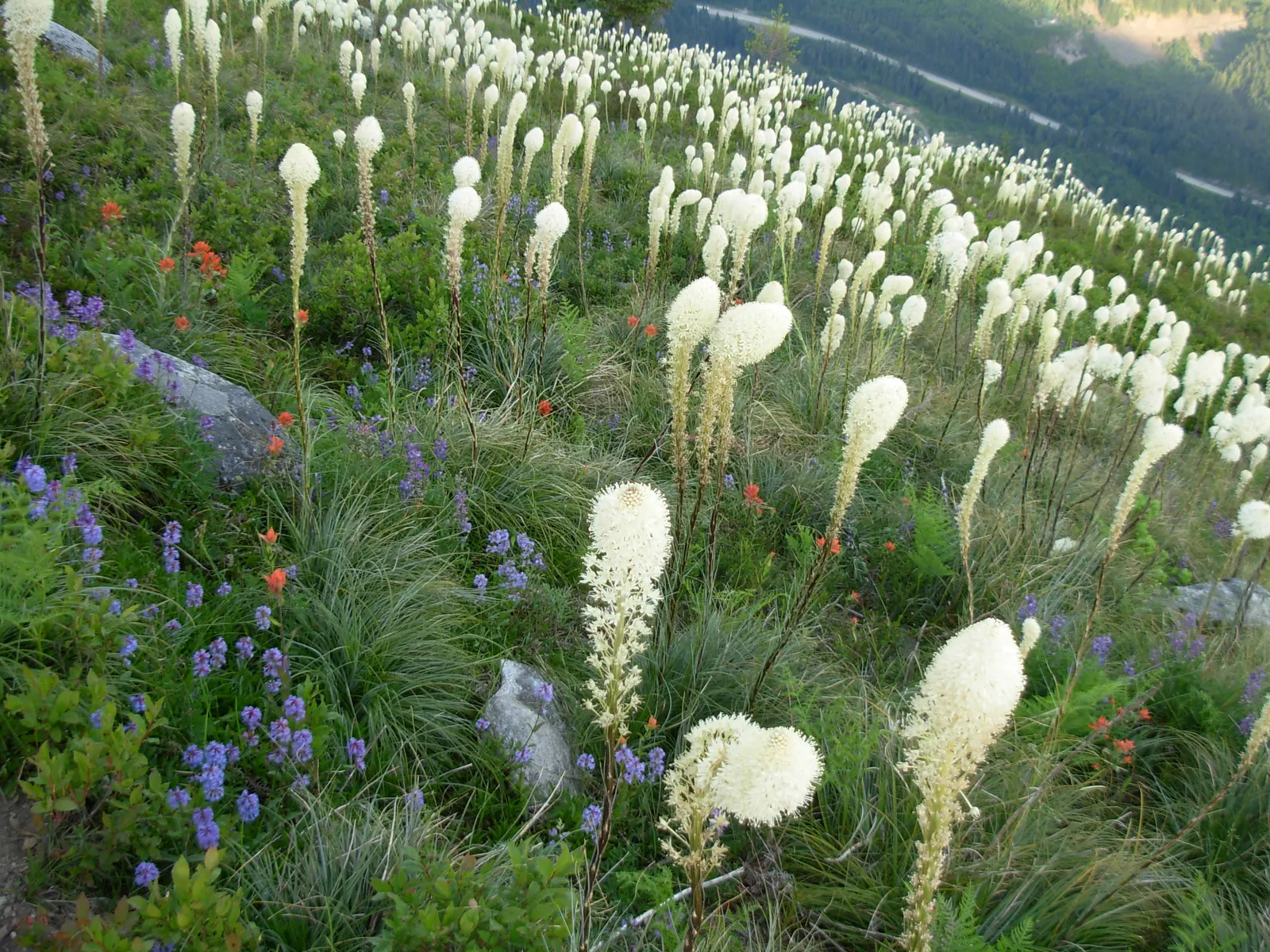 Bear Grass (Xerophyllum Tenax) — Its low maintenance and drought tolerance make it ideal for xeriscaping; its preference for acidic soils makes it, image 107
