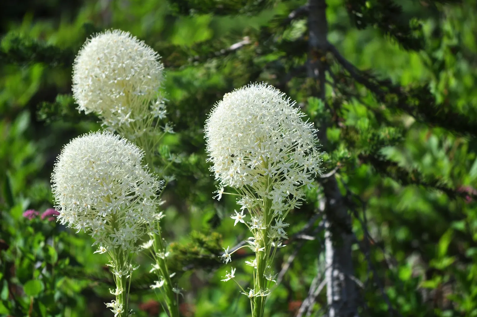 Bear Grass (Xerophyllum Tenax) — This North American native attracts pollinators and resists deer; striking white flower spikes