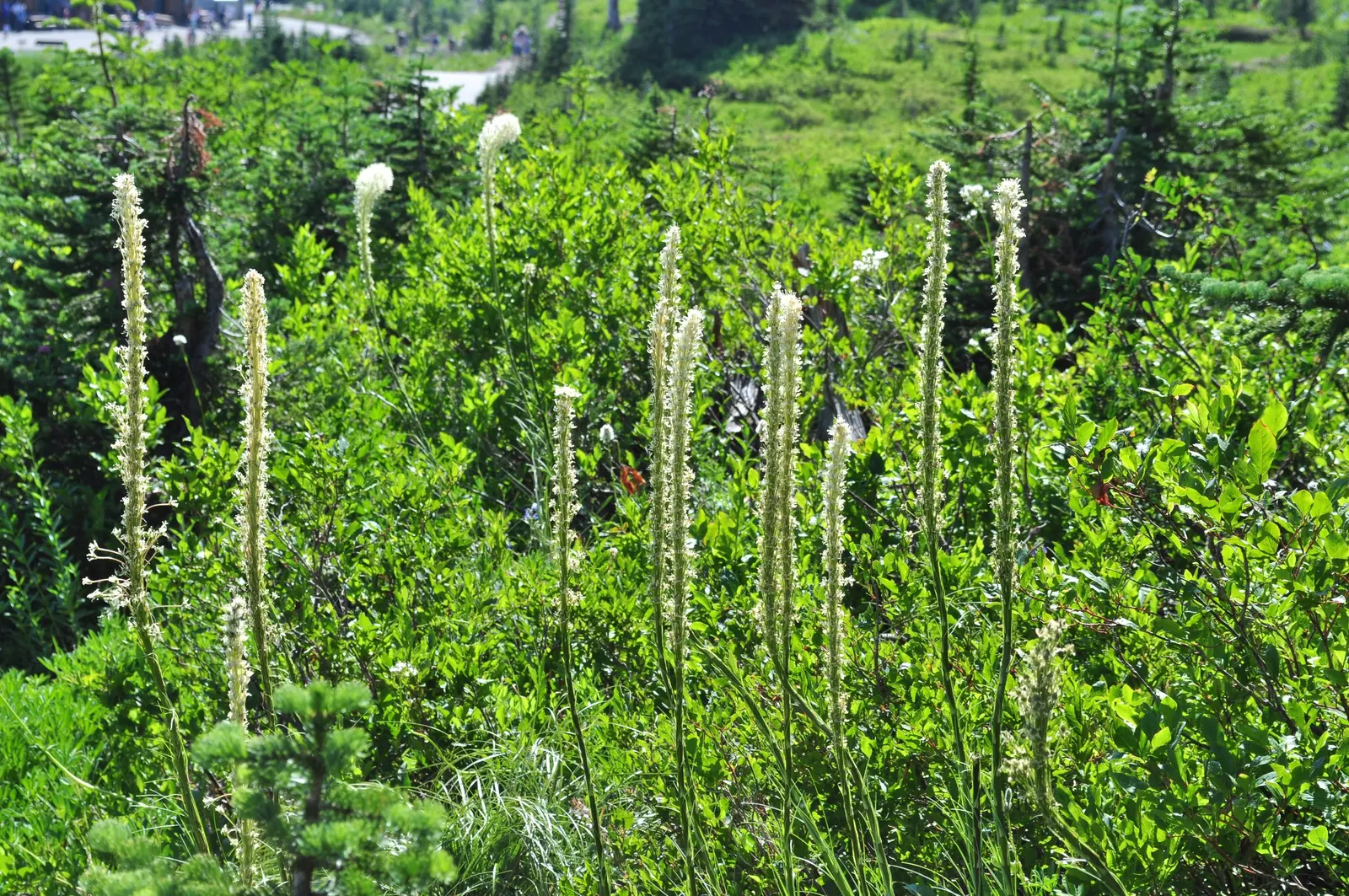 Bear Grass (Xerophyllum Tenax) — grass / perennial for full or half; bear Grass is an ideal choice for naturalistic landscapes, image 75