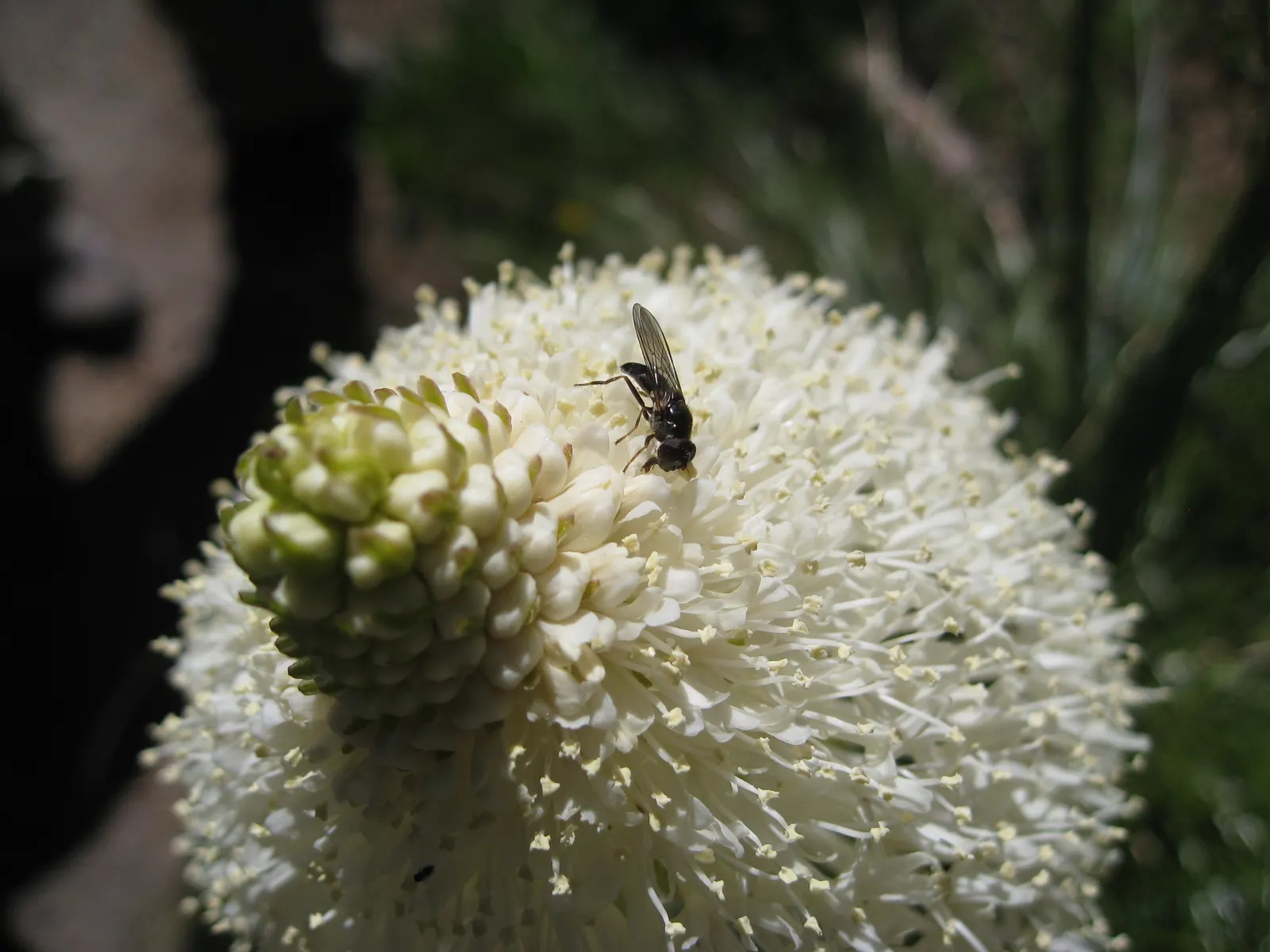 Bear Grass (Xerophyllum Tenax) — adding a year-round structural presence to garden compositions.<br><br>Every 5 to 7 years; white flowers in the, image 93
