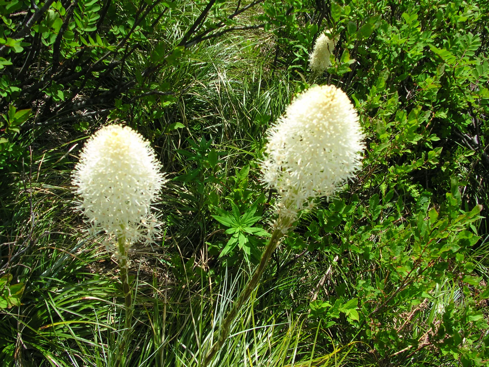 Bear Grass (Xerophyllum Tenax) — Bear Grass is an ideal choice for naturalistic landscapes; bear Grass (Xerophyllum tenax) is a hardy perennial, image 97