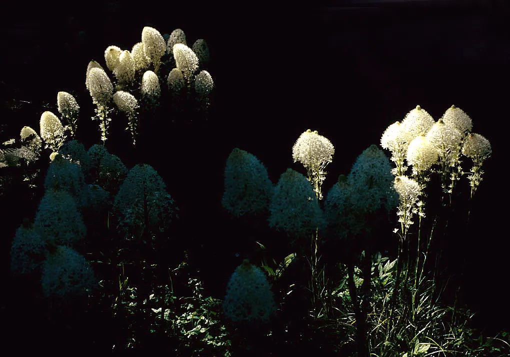 Bear Grass (Xerophyllum Tenax) — These deep green leaves remain evergreen; its slender, arching leaves are tough and wiry, spanning 30 to 40 inches, image 117