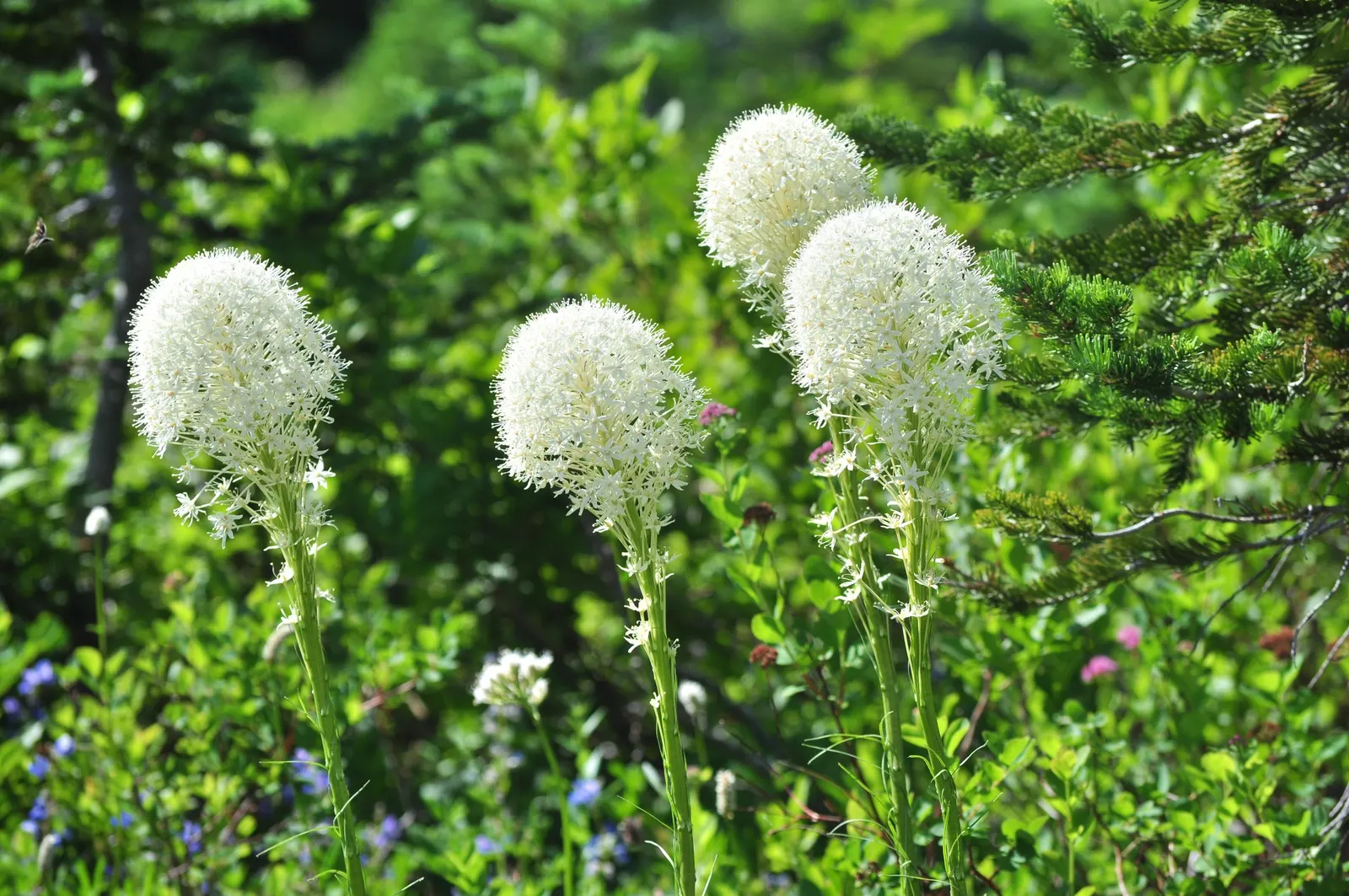 Bear Grass (Xerophyllum Tenax) — Bear Grass (Xerophyllum tenax) is a hardy perennial noted for its tufted; reaching heights up to 5 feet, image 101