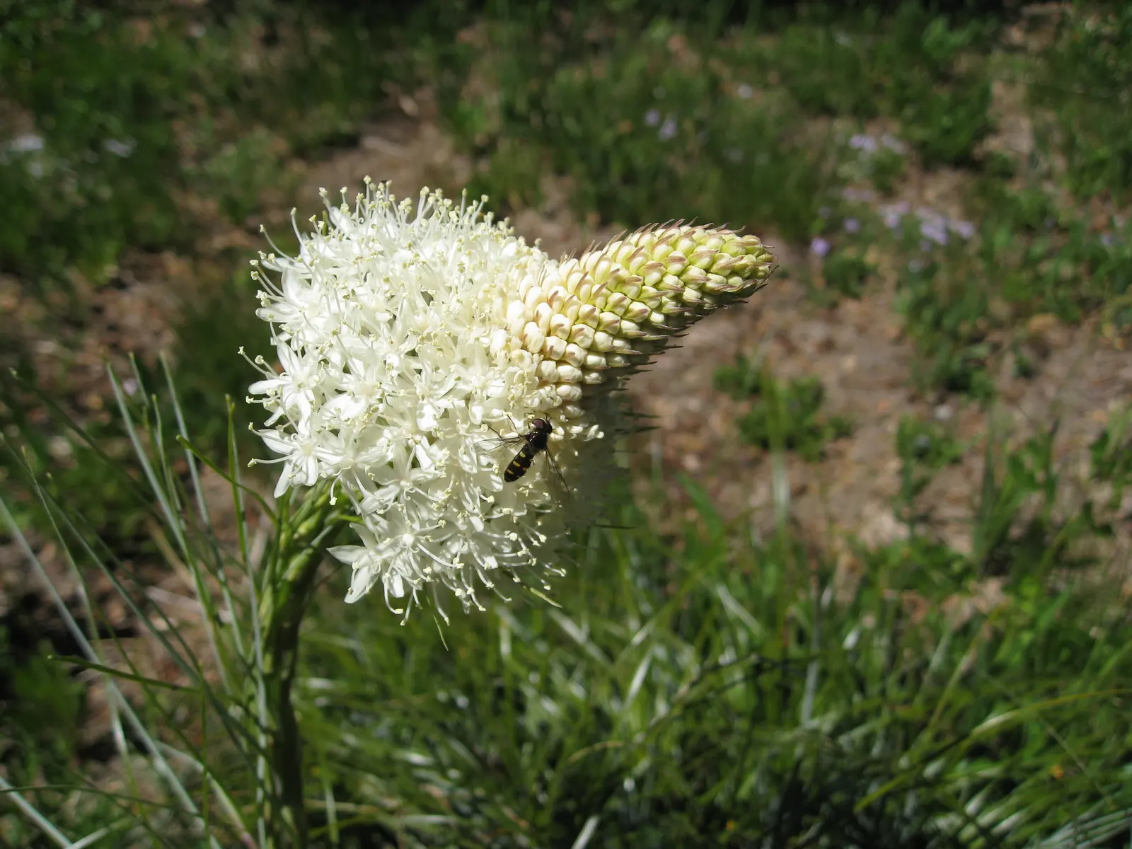 Bear Grass (Xerophyllum Tenax) — striking white flower spikes; adding a year-round structural presence to garden compositions.<br><br>Every 5 to 7, image 128