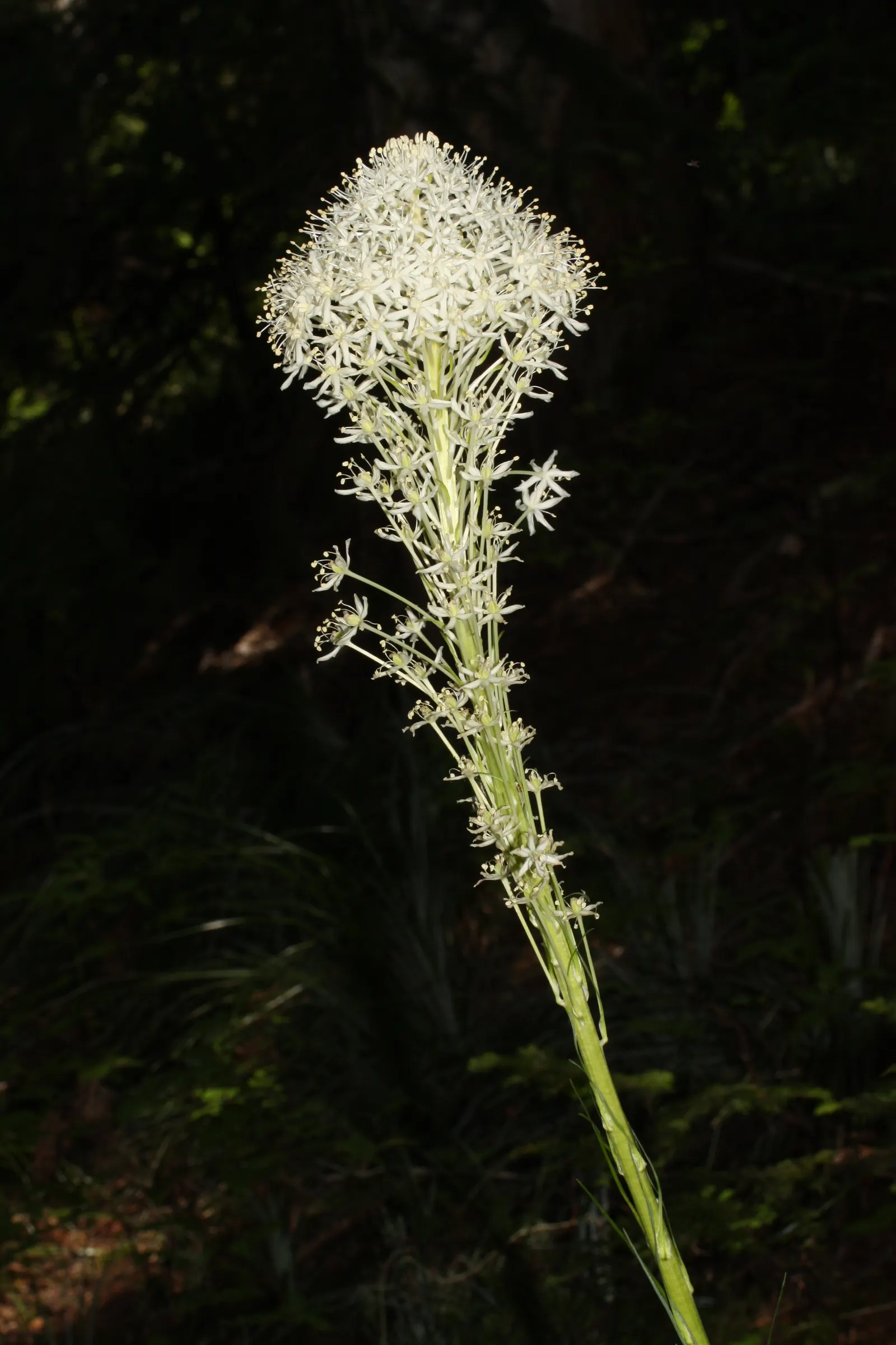 Bear Grass (Xerophyllum Tenax) — Bear Grass (Xerophyllum tenax) is a hardy perennial noted for its tufted