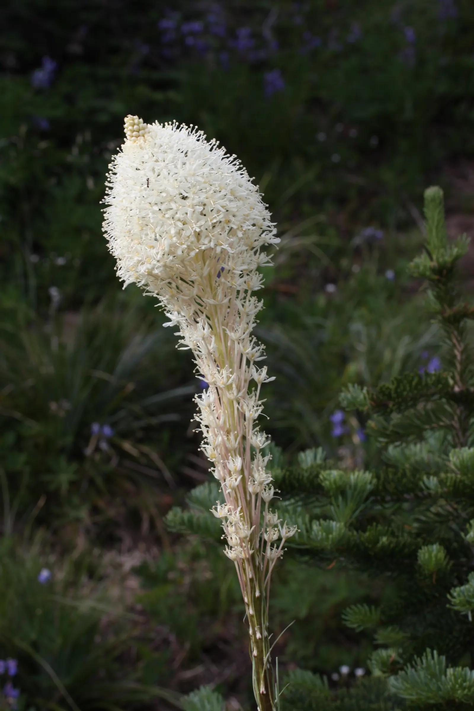 Bear Grass (Xerophyllum Tenax) — Its slender, arching leaves are tough and wiry, spanning 30 to 40 inches in length and less than an inch wide, image 91