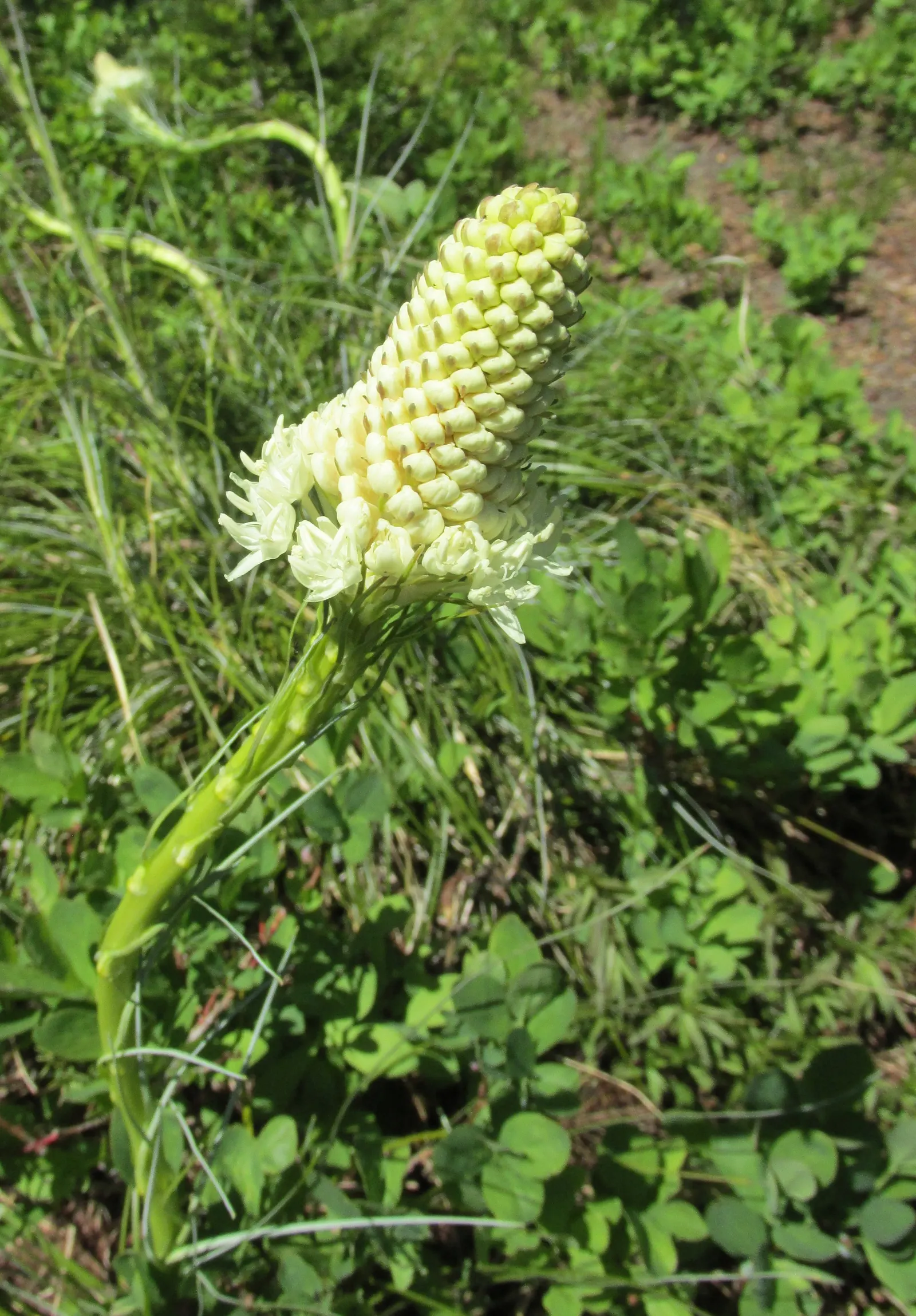 Bear Grass (Xerophyllum Tenax) — Its preference for acidic soils makes it an excellent companion for rhododendrons and azaleas