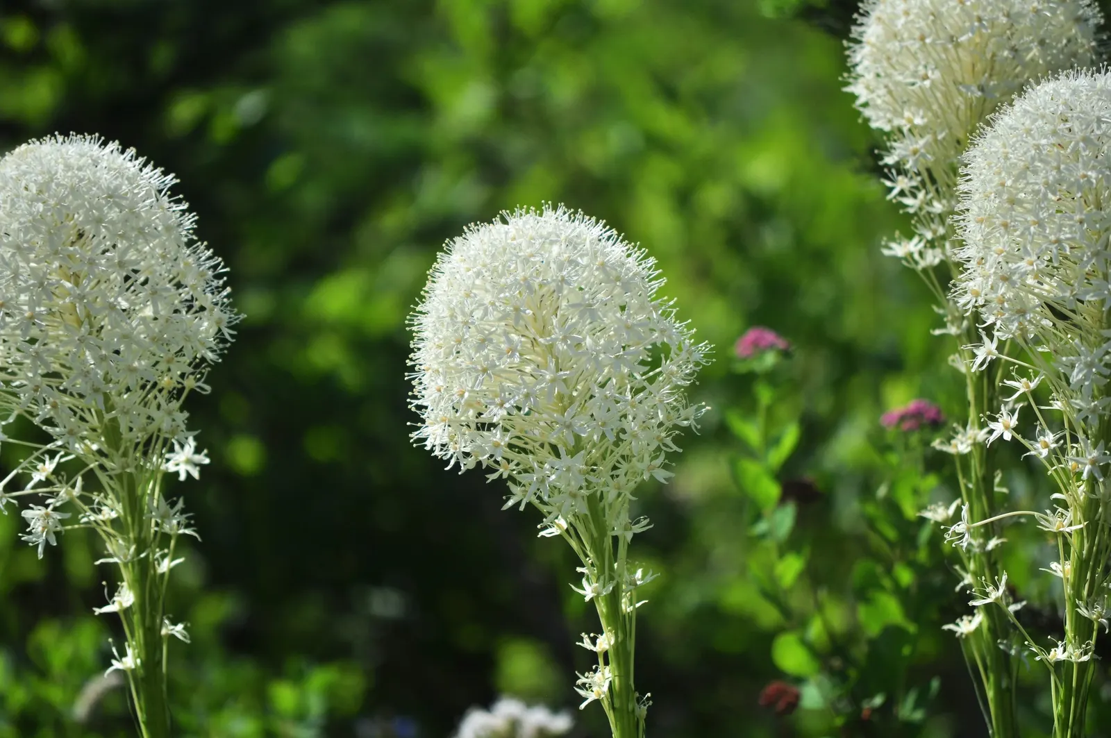 Bear Grass (Xerophyllum Tenax) — Bear Grass is an ideal choice for naturalistic landscapes; bear Grass (Xerophyllum tenax) is a hardy perennial, image 122