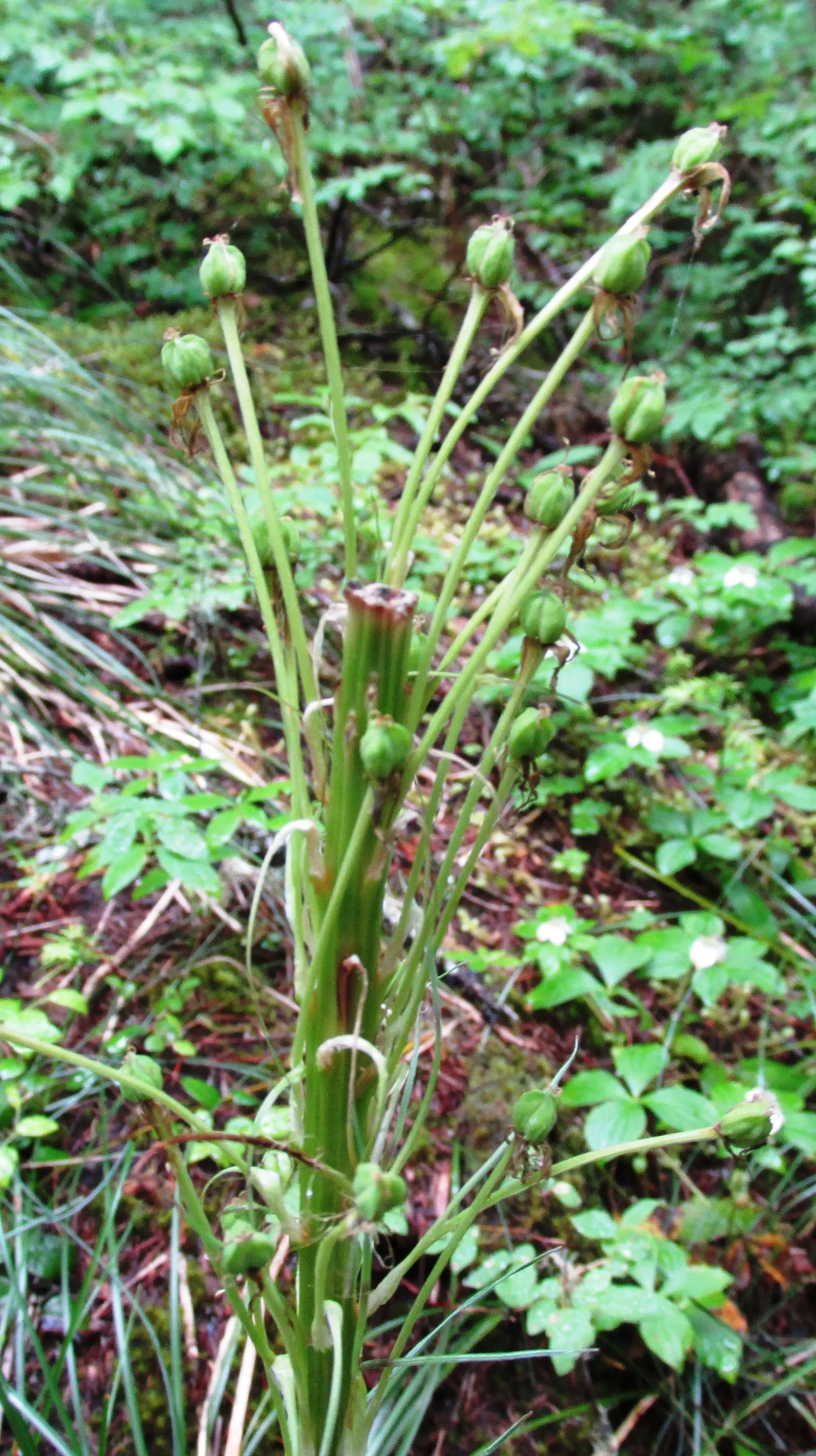 Bear Grass (Xerophyllum Tenax) — white flowers in the garden