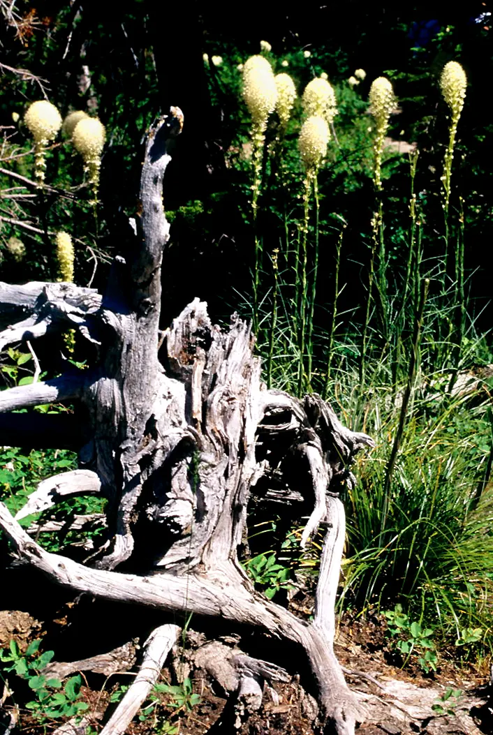 Bear Grass (Xerophyllum Tenax) — Bear Grass forms dense clumps that can reach a height of 2 to 4 feet with an equal spread; grass-like foliage and, image 65
