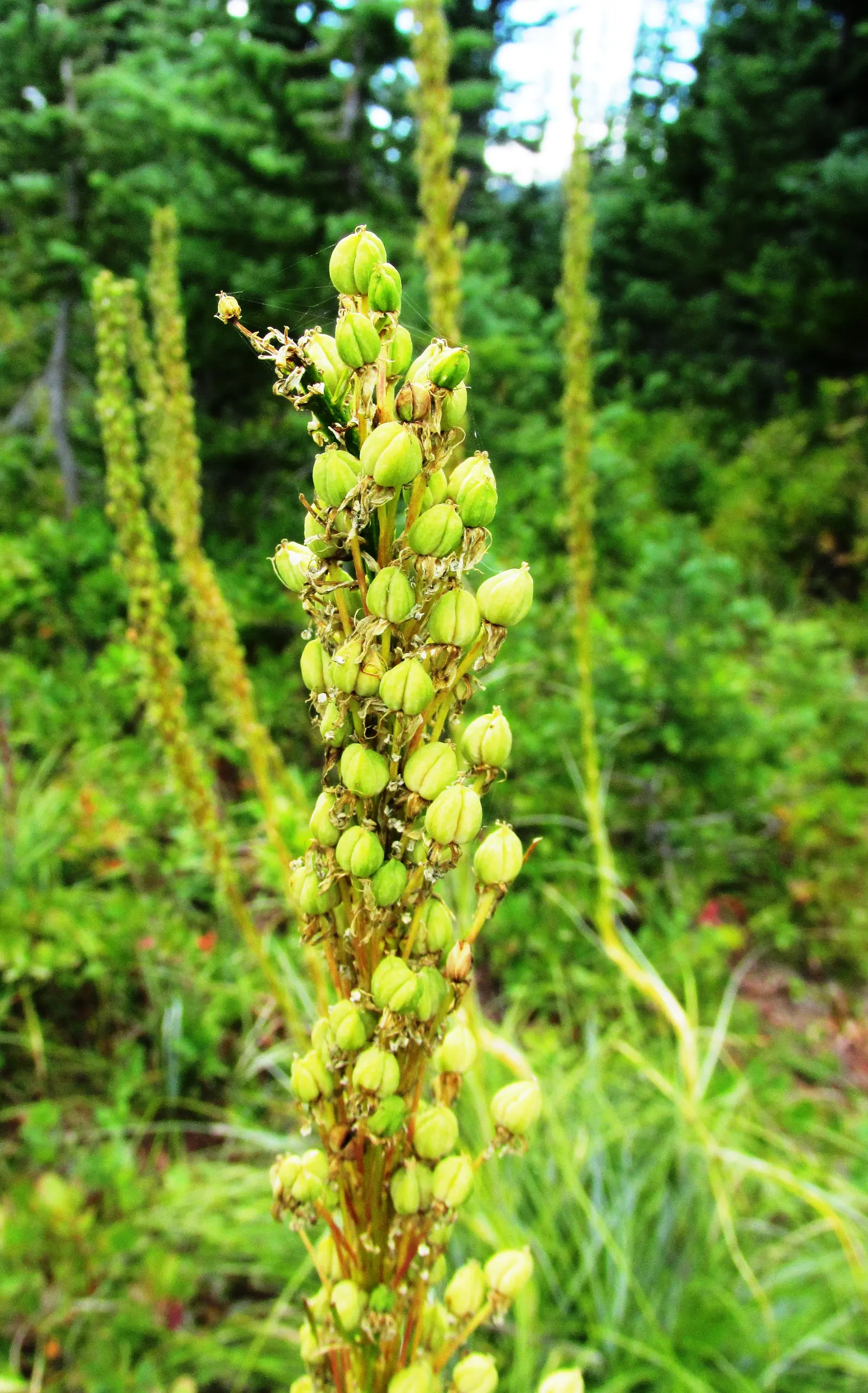Bear Grass (Xerophyllum Tenax) — Its slender, arching leaves are tough and wiry, spanning 30 to 40 inches in length and less than an inch wide, image 66