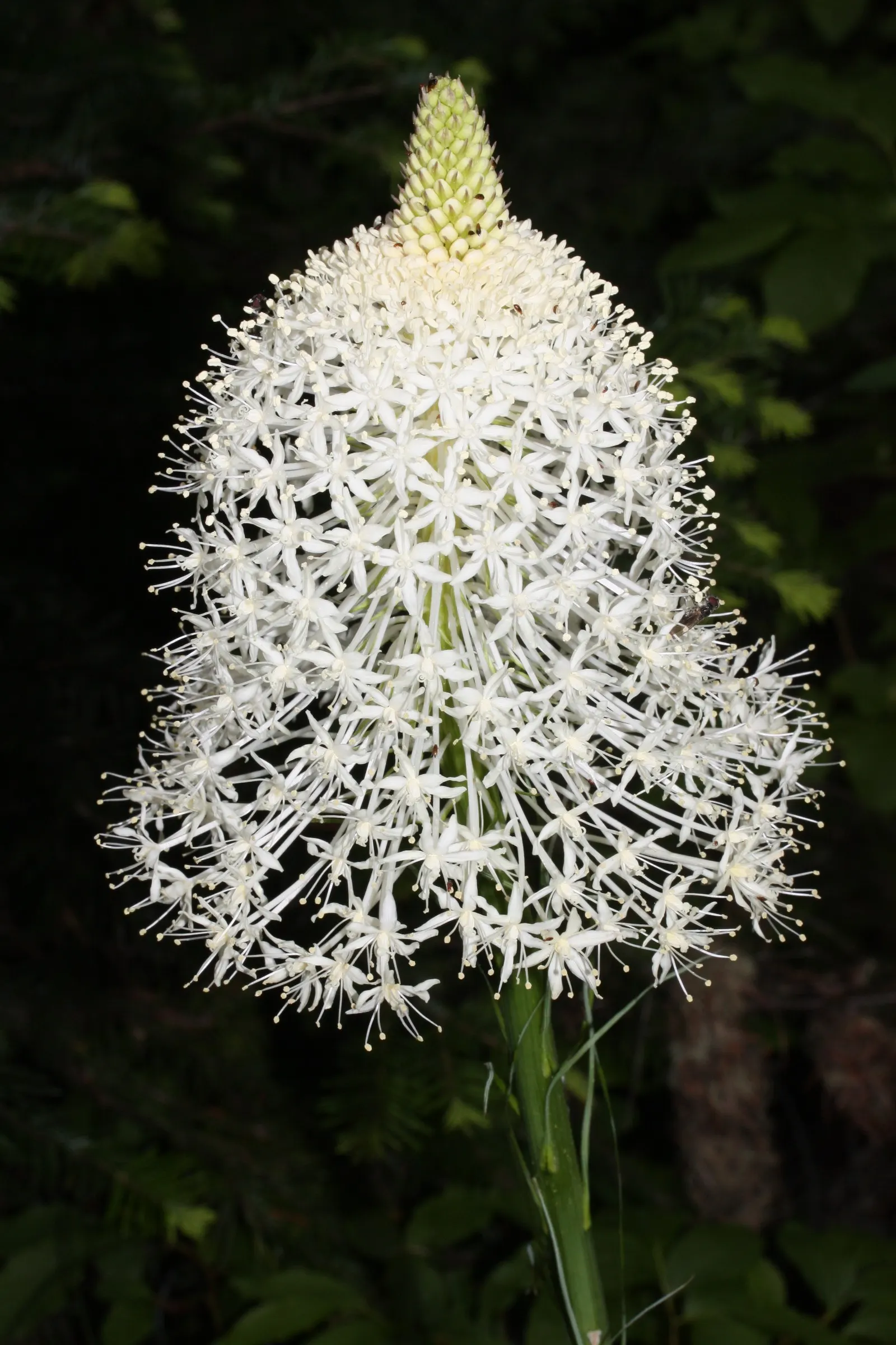 Bear Grass (Xerophyllum Tenax) — but rather belongs to the lily family, image 63