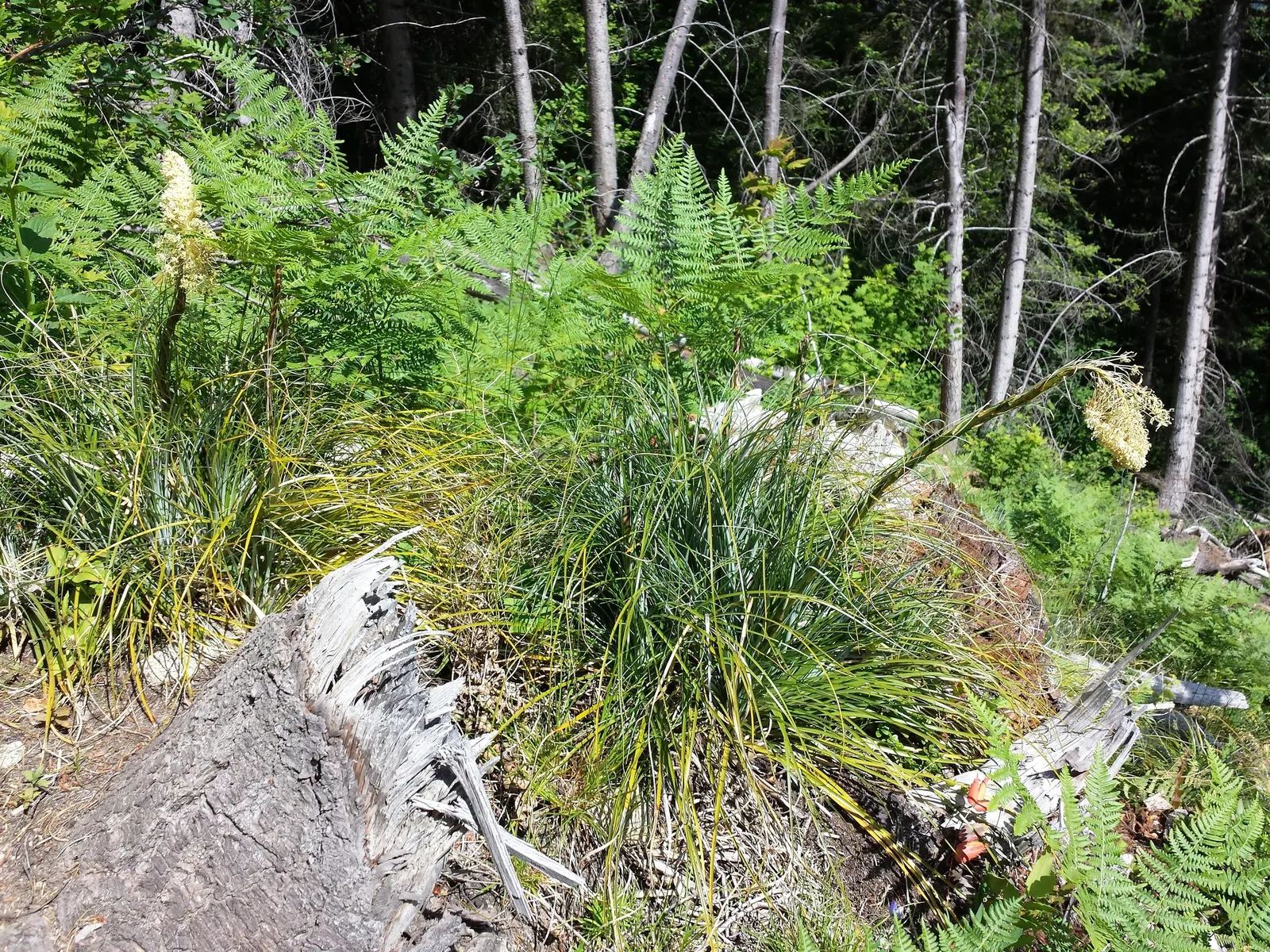 Bear Grass (Xerophyllum Tenax) — This North American native attracts pollinators and resists deer; striking white flower spikes, image 58