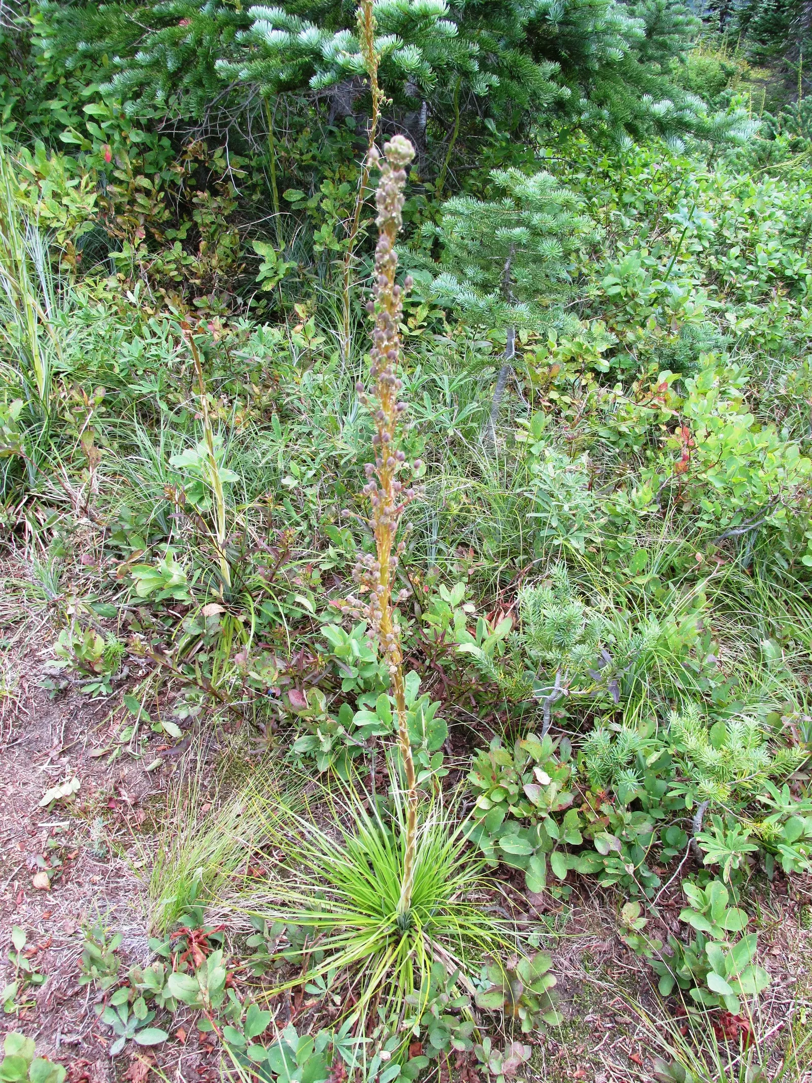 Bear Grass (Xerophyllum Tenax) — grass-like foliage and tall