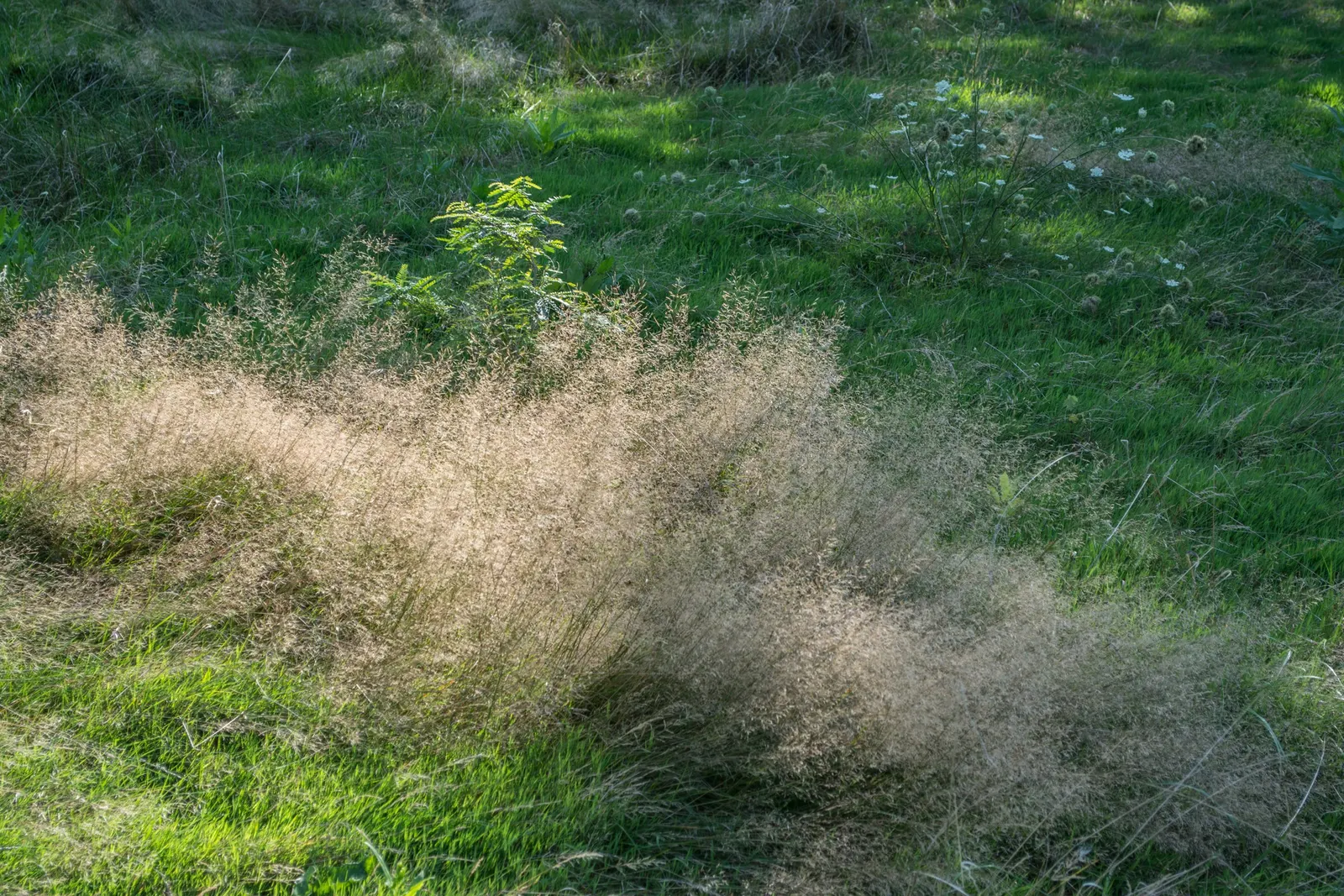 Bear Grass (Xerophyllum Tenax) — showcasing its unique botanical lineage.<br><br>Characteristically; bear Grass thrives in full sun to partial shade and is