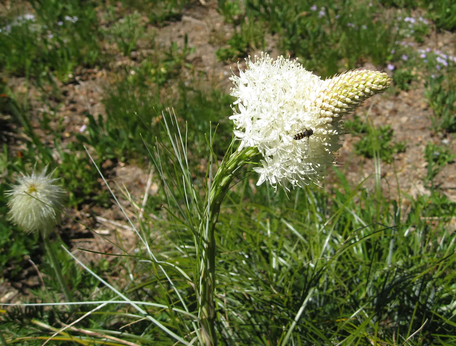 Bear Grass (Xerophyllum Tenax) — Bear Grass (Xerophyllum tenax) is a hardy perennial noted for its tufted; reaching heights up to 5 feet, image 76
